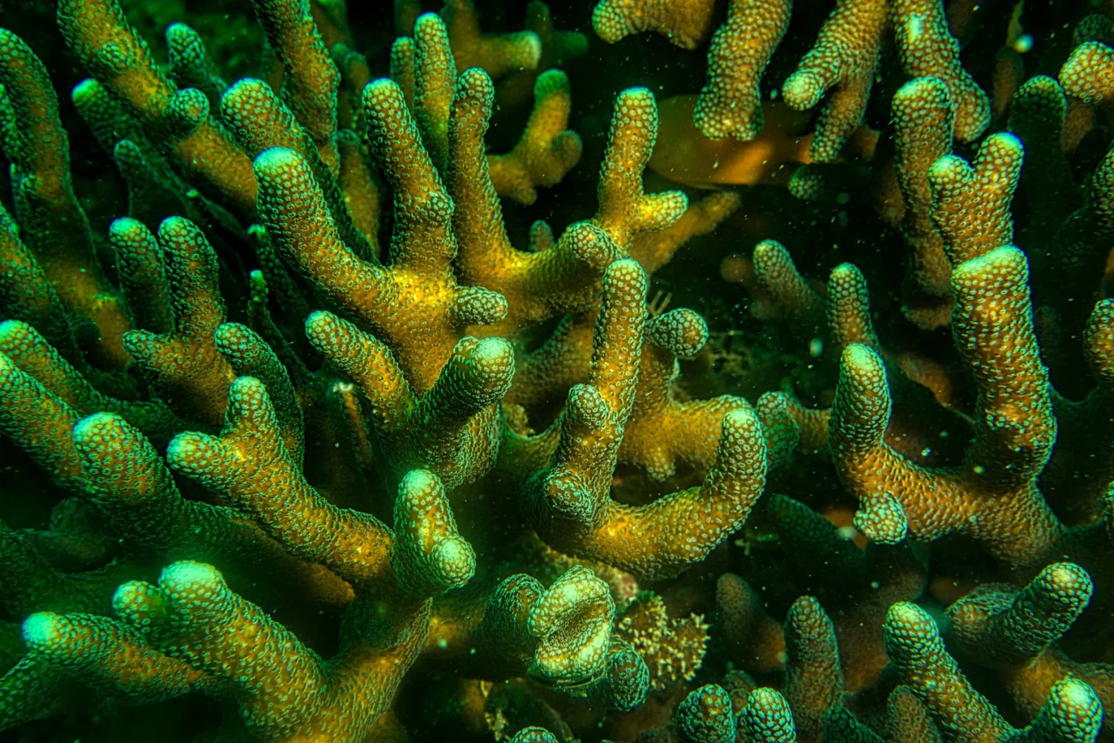 У берегов Коста-Рики описали новое семейство глубоководных кораллов