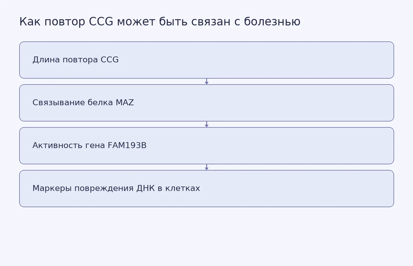 Схема возможной связи между длиной CCG-повтора в промоторе FAM193B, связыванием белка MAZ, активностью гена и маркерами повреждения ДНК в клеточных опытах