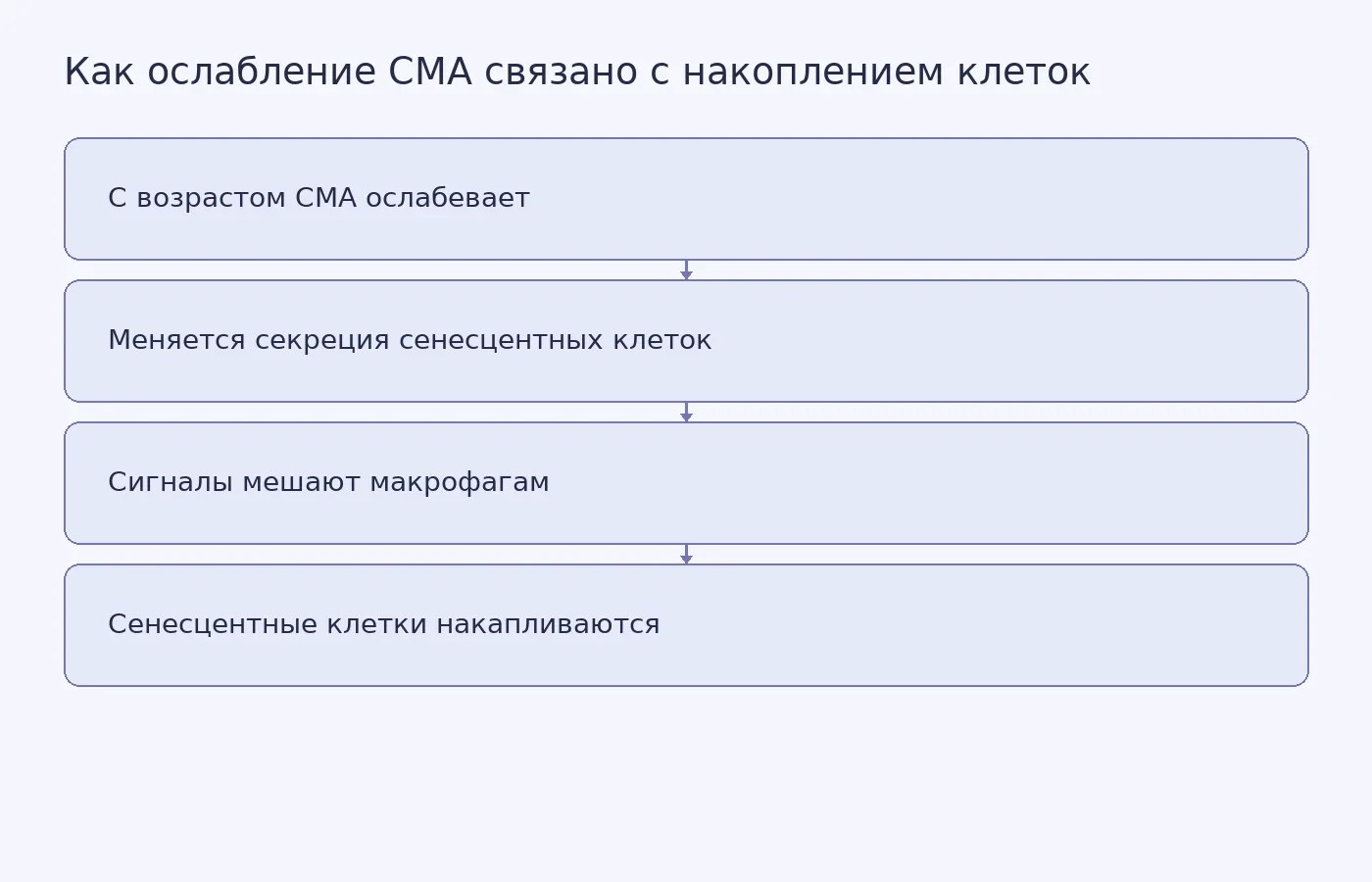 Схема предполагаемой в исследовании цепочки от снижения CMA до ухудшения удаления сенесцентных клеток макрофагами