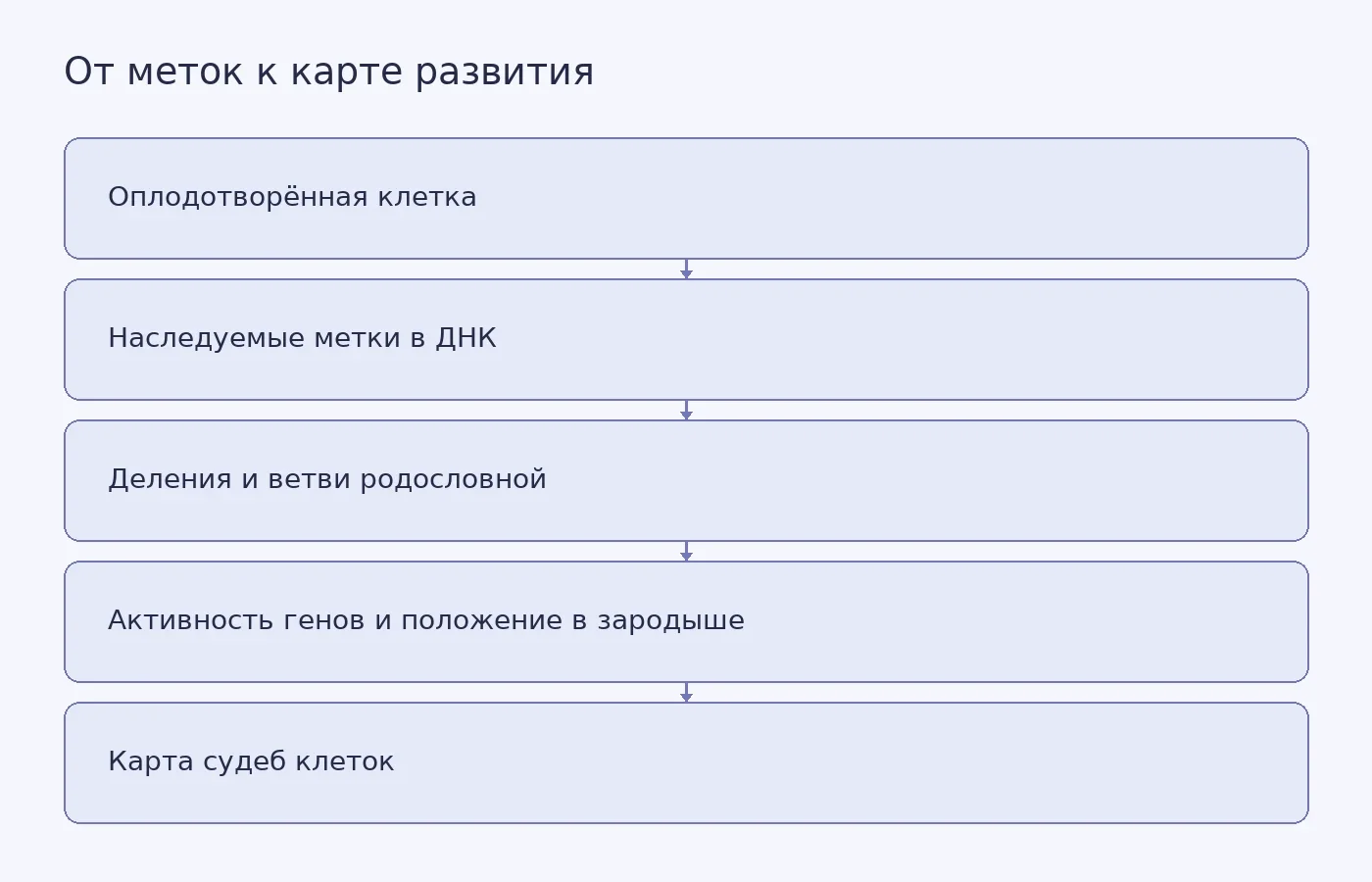 Схема: наследуемые метки PEtracer вместе с данными об активности генов и положении клеток складываются в карту развития эмбриона