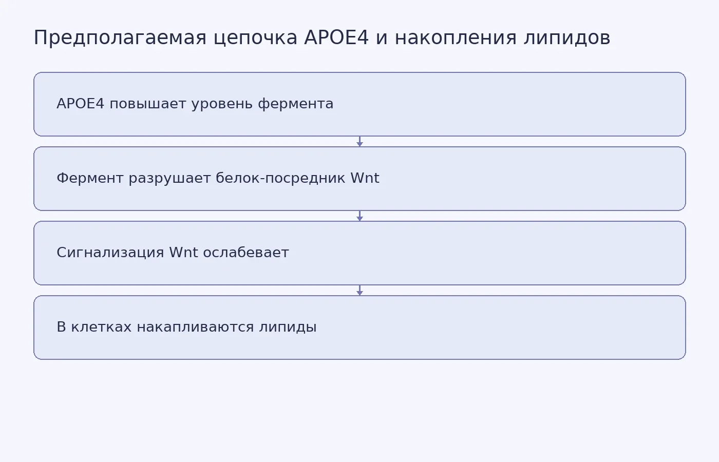 Схема предполагаемого механизма, который исследовали на клетках и мышах; это не доказанная цепочка болезни у людей.
