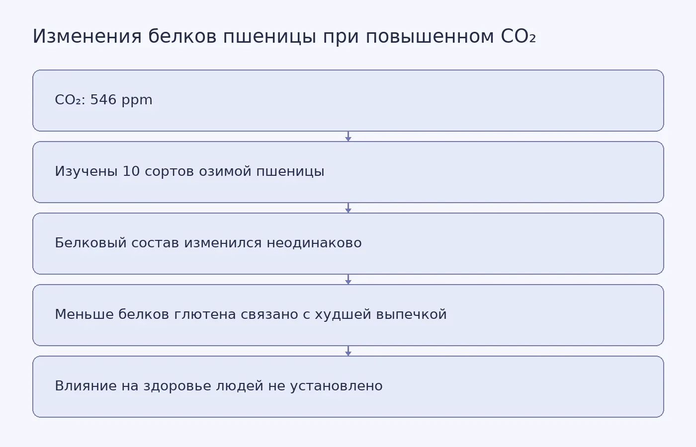 Схема показывает условия опыта, сортозависимые изменения белков пшеницы, связь глютена с качеством выпечки и отсутствие данных о переносимости продуктов людьми.