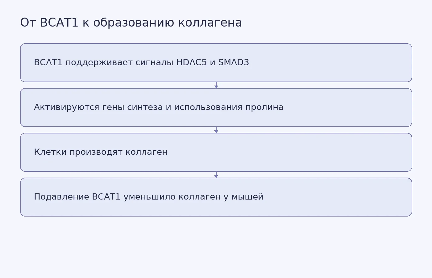 Схема предполагаемого механизма, связывающего BCAT1 с производством пролина и коллагена, и результата ингибирования у мышей