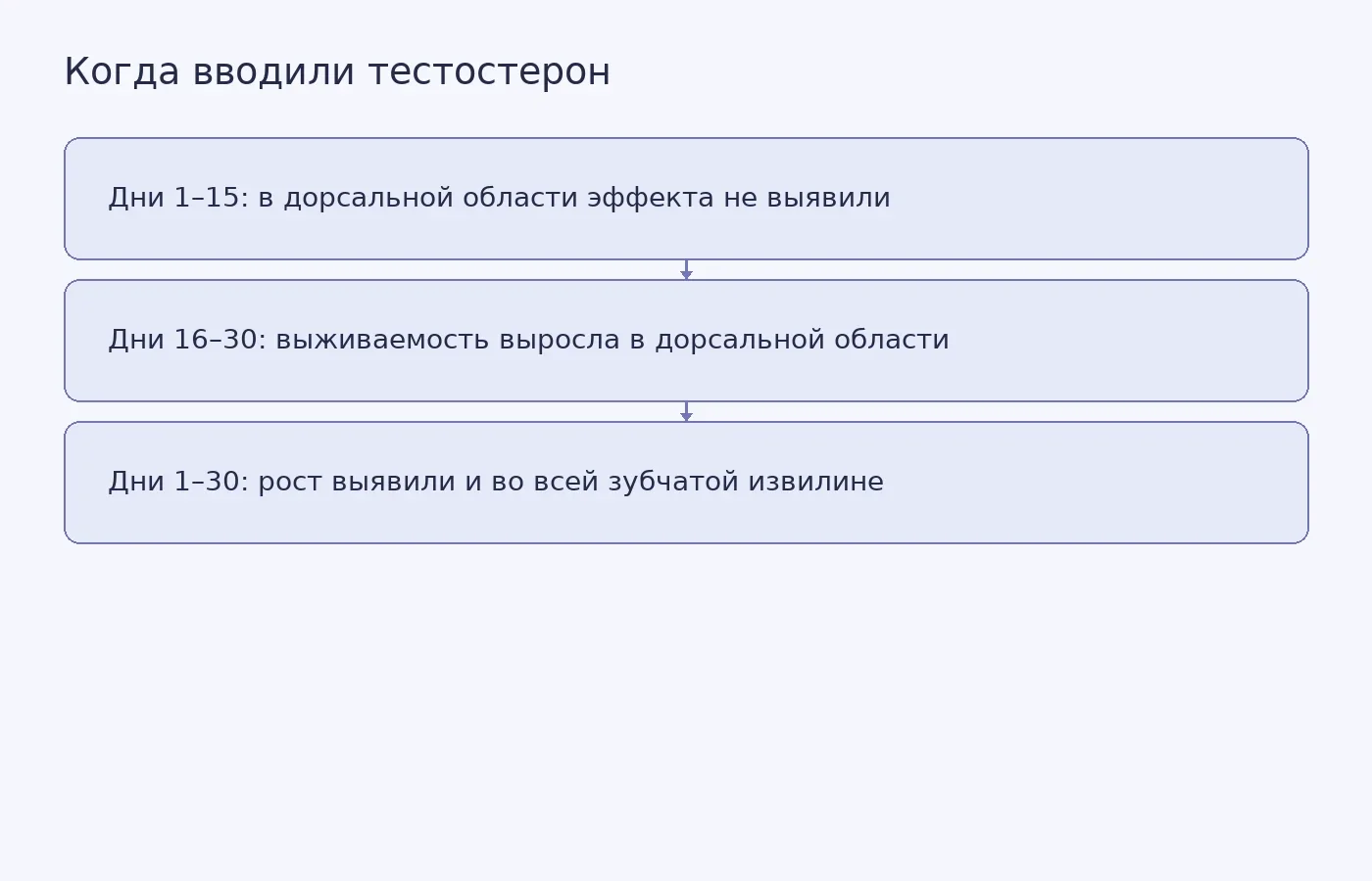 Схема сравнивает три окна введения тестостерона крысам и показывает, где обнаружили статистически значимое увеличение выживаемости помеченных клеток.