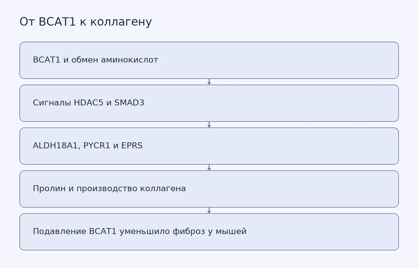Концептуальная схема предполагаемого пути от BCAT1 через сигнальные белки и ферменты обмена пролина к синтезу коллагена, а также результата ингибирования у мышей; это не экспериментальный график.
