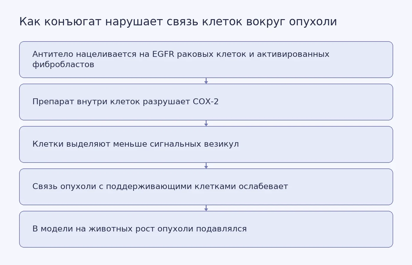 Схема действия конъюгата: антитело находит клетки с EGFR, препарат разрушает COX-2, выделение сигнальных везикул снижается; в опытах на животных рост опухоли подавлялся.