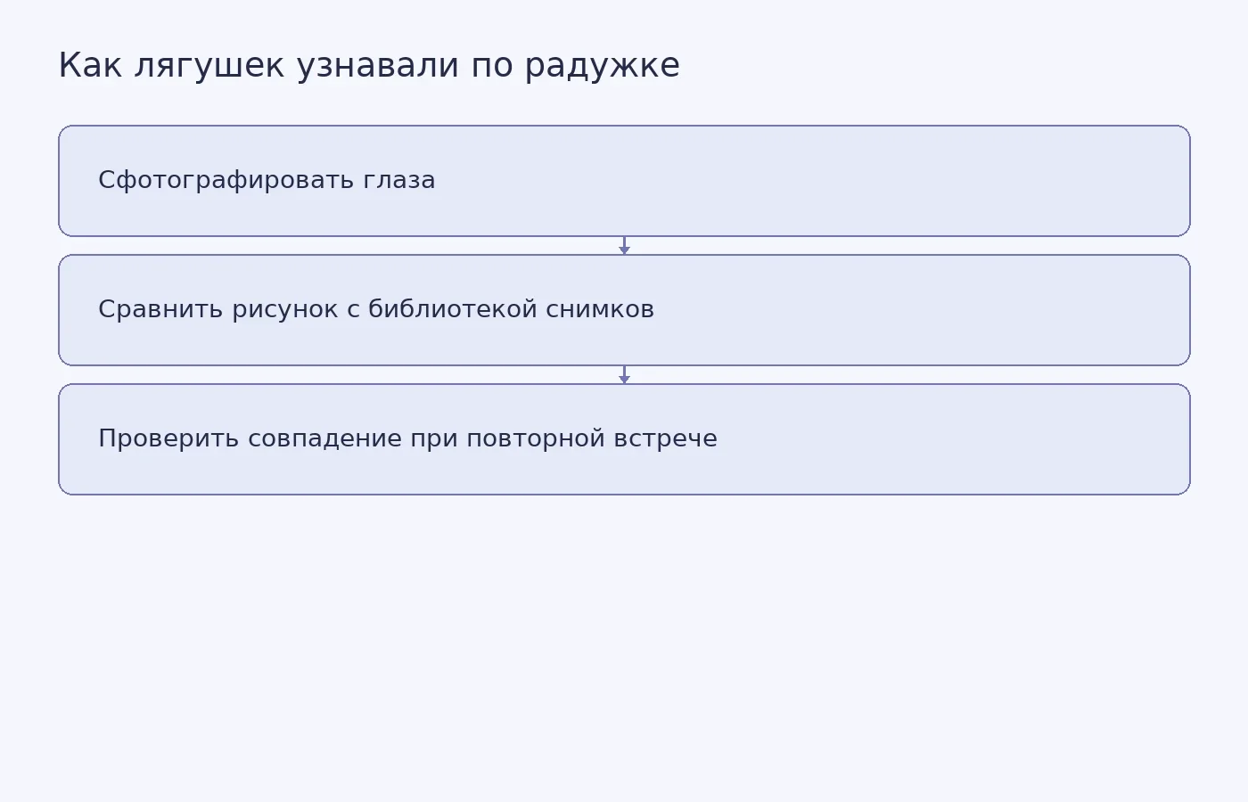 Схема краткосрочного распознавания древесной лягушки по фотографии радужки без повторного прикосновения к животному