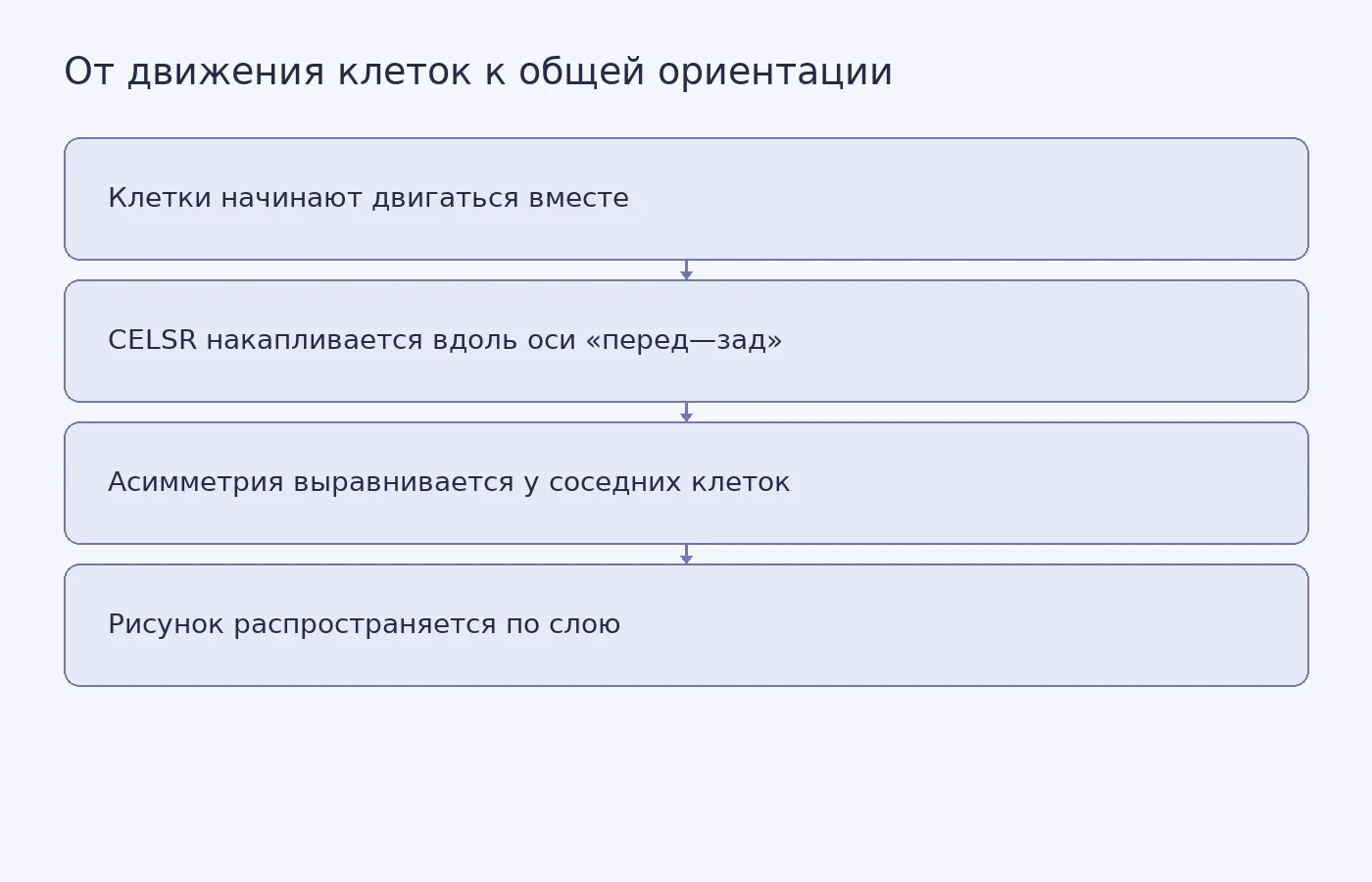 Схема показывает последовательность, описанную для инженерной клеточной модели: коллективная миграция сопровождается выстраиванием асимметрии CELSR и согласованной ориентации слоя. Это не экспериментальный график.