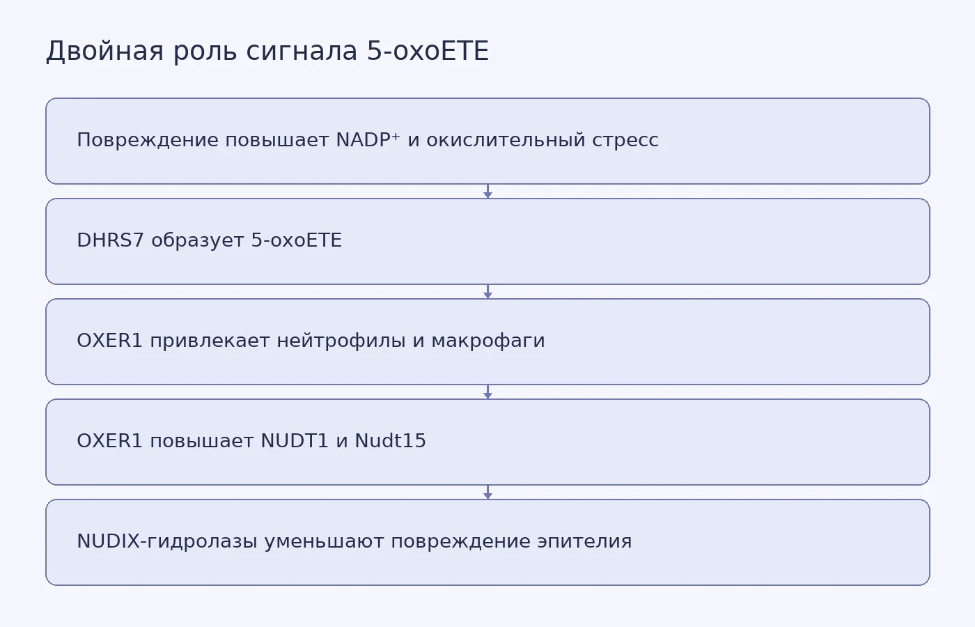 Схема показывает, как фермент DHRS7 образует сигнал 5-oxoETE при повреждении, а рецептор OXER1 одновременно привлекает иммунные клетки и запускает защиту кишечного эпителия