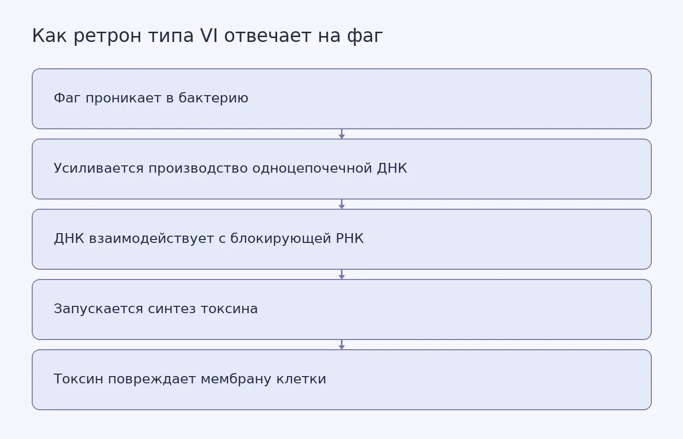 Последовательность событий в системе защиты бактерии ретроном типа VI после проникновения фага