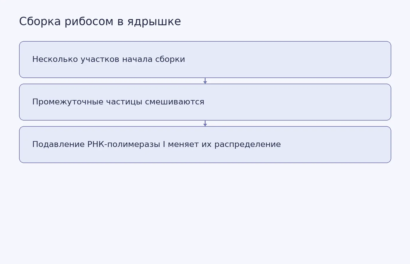 Схема показывает, почему распределение предшественников рибосом в ядрышке не образует простой последовательности стадий и как подавление синтеза рибосомной РНК меняет состав частиц.