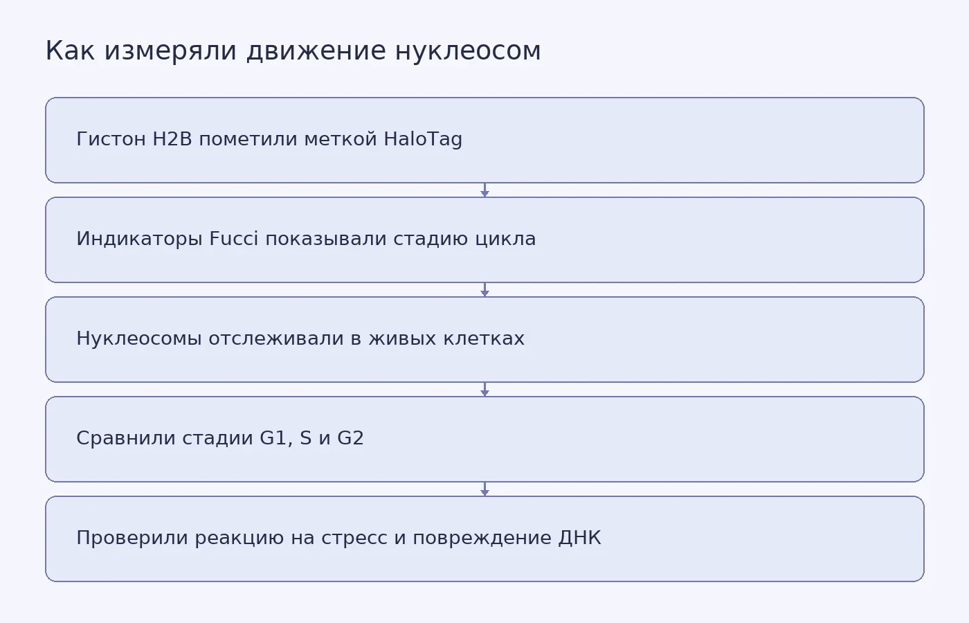 Схема метода: метка HaloTag и индикаторы Fucci помогают сопоставить движение нуклеосом со стадией клеточного цикла и воздействиями