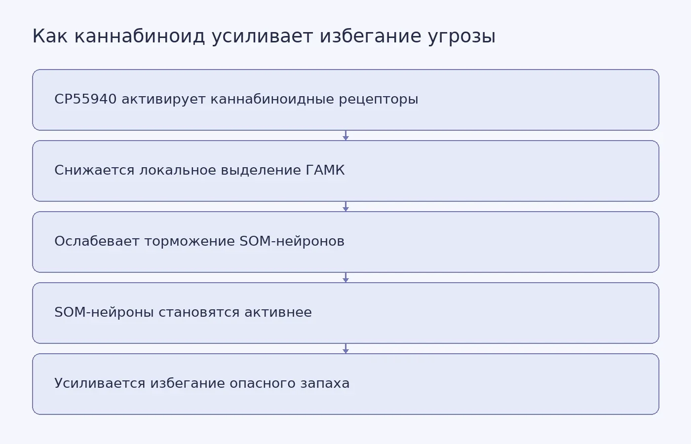 Схема показывает, как подавление локального выделения ГАМК после действия каннабиноида повышает активность соматостатиновых нейронов центрального миндалевидного тела и усиливает избегание угрозы у мышей.