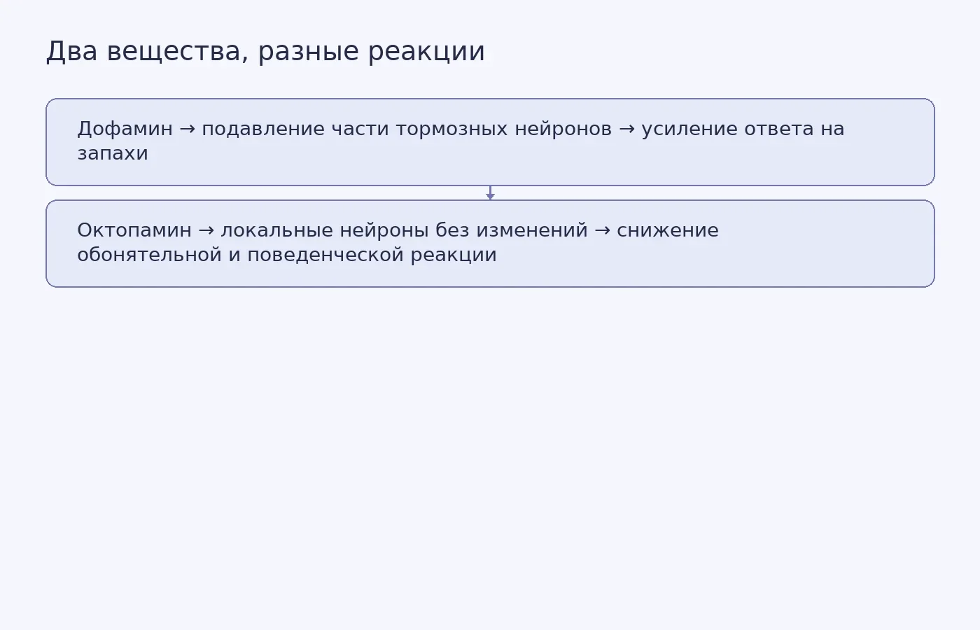 Схема показывает, как дофамин и октопамин по-разному влияют на локальные нейроны, обонятельную сеть и поведение саранчи.