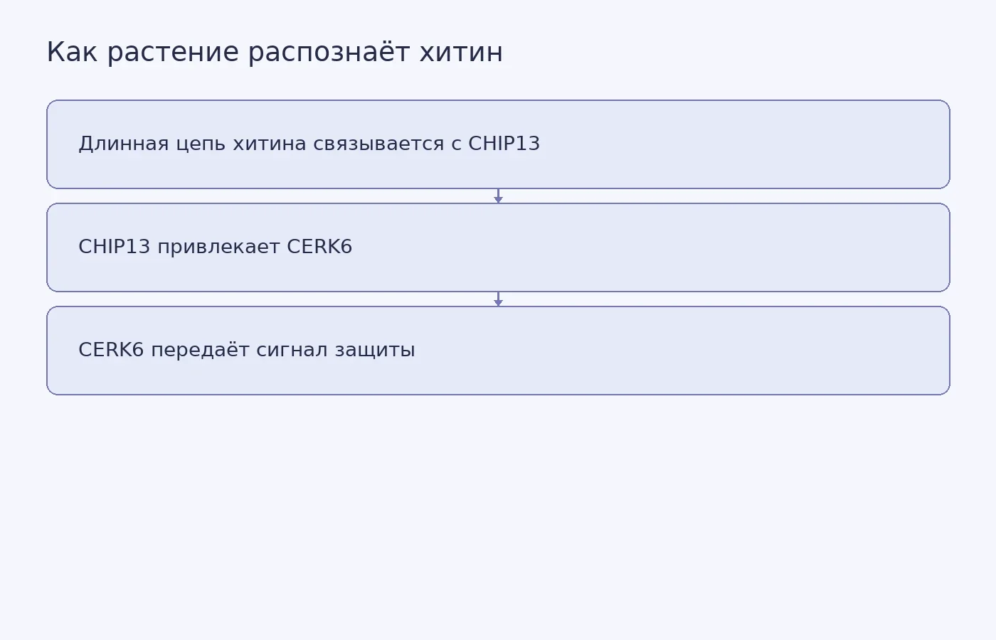 Концептуальная схема: CHIP13 связывает длинный фрагмент хитина и привлекает CERK6, который передаёт сигнал иммунной системе растения.