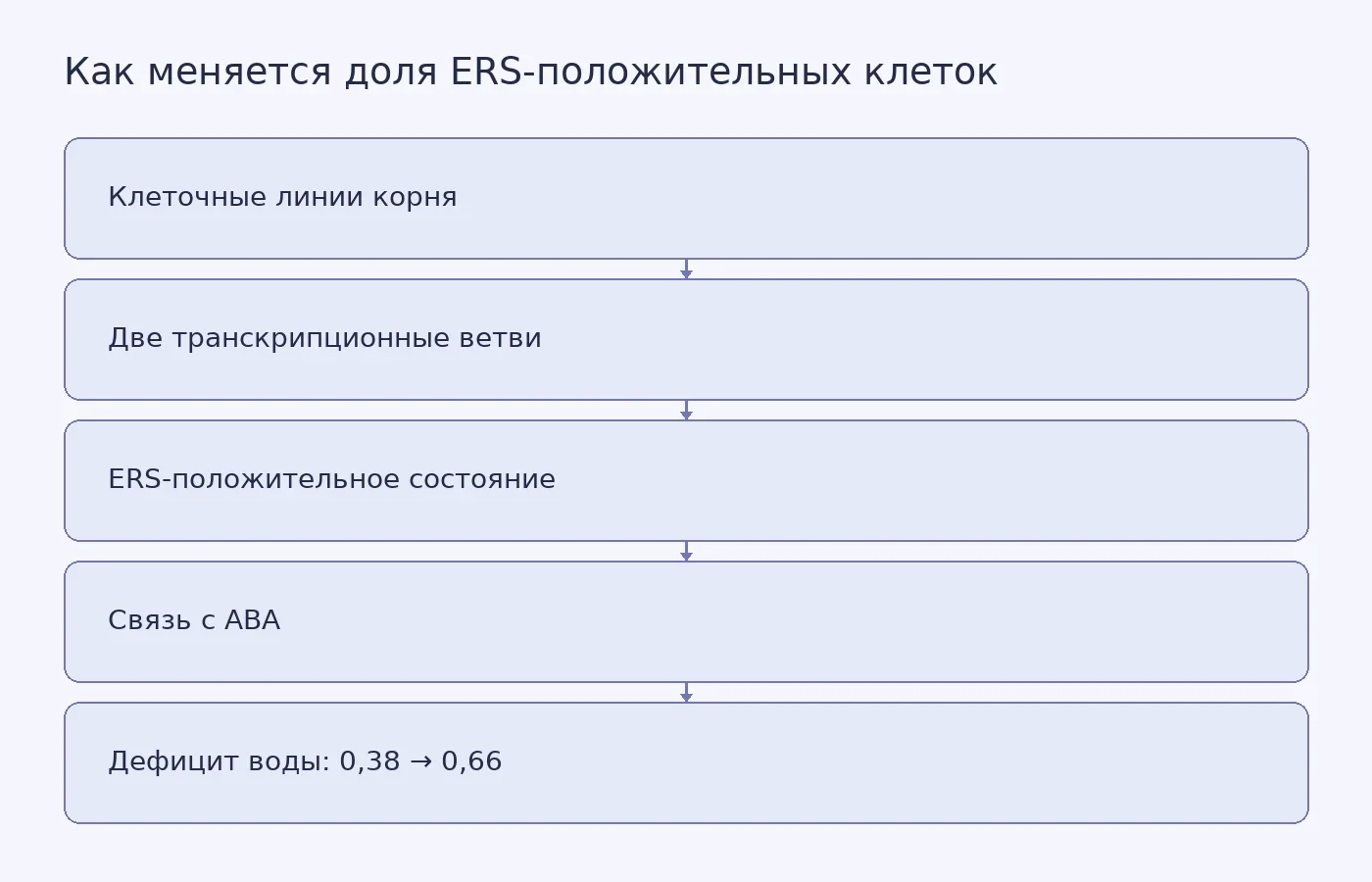Концептуальная схема показывает, как внутри клеточных линий корня выявляется общее состояние ответа на среду, связанное с ABA, и как при дефиците воды увеличивается доля ERS-положительных клеток.