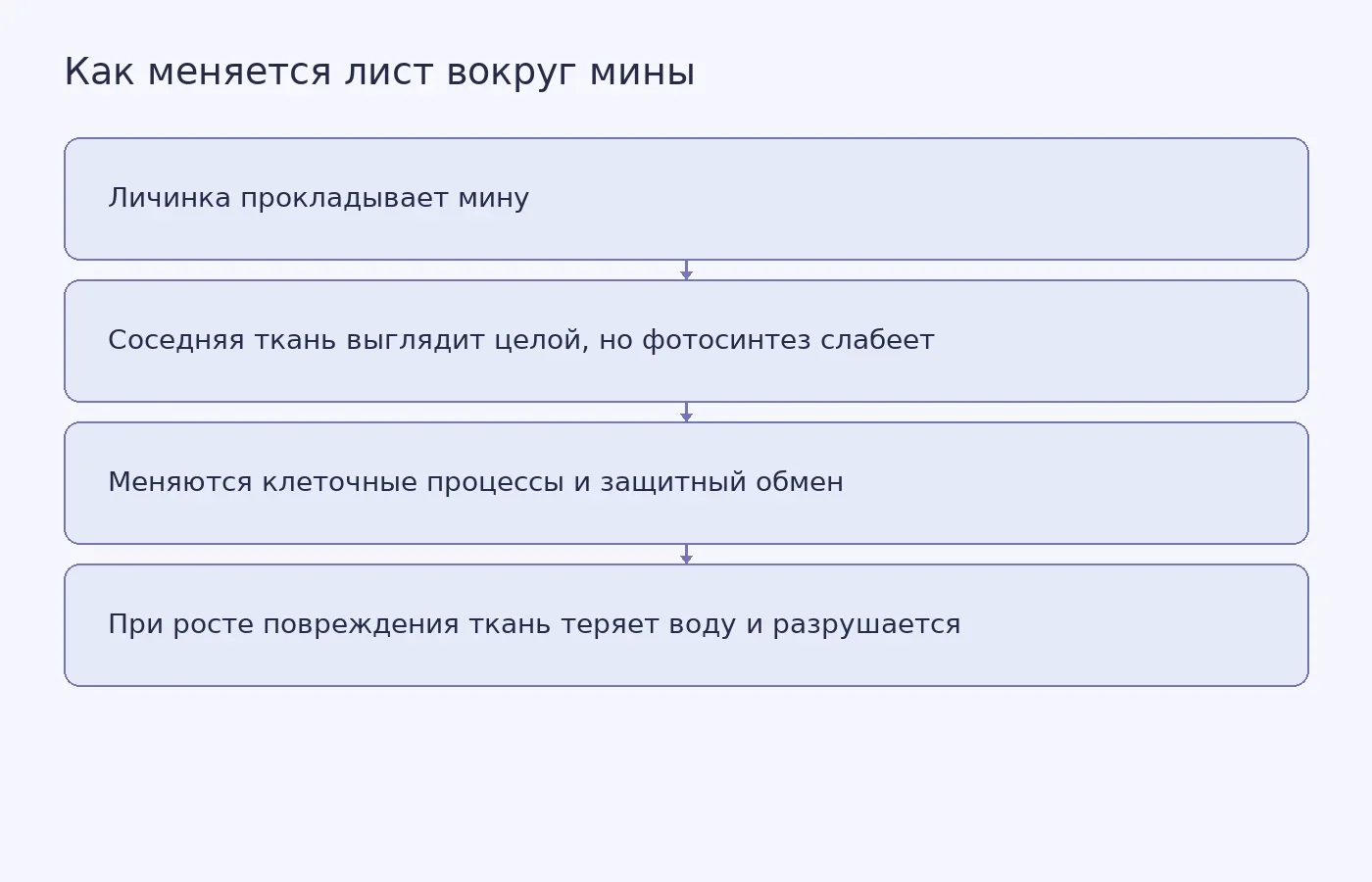 Схема последовательности изменений в листе конского каштана при питании личинки: от скрытых изменений рядом с миной до разрушения оставшейся фотосинтезирующей ткани.