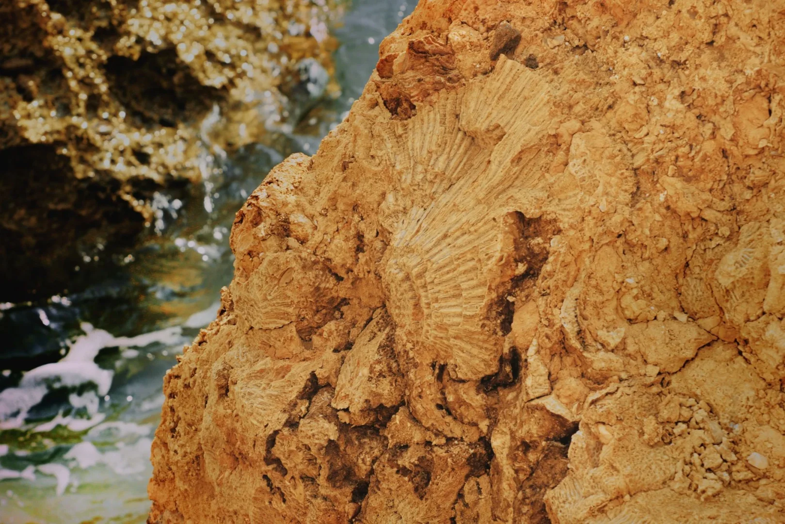 Окаменелости из Южного Китая показали морскую жизнь после «Земли-снежка»