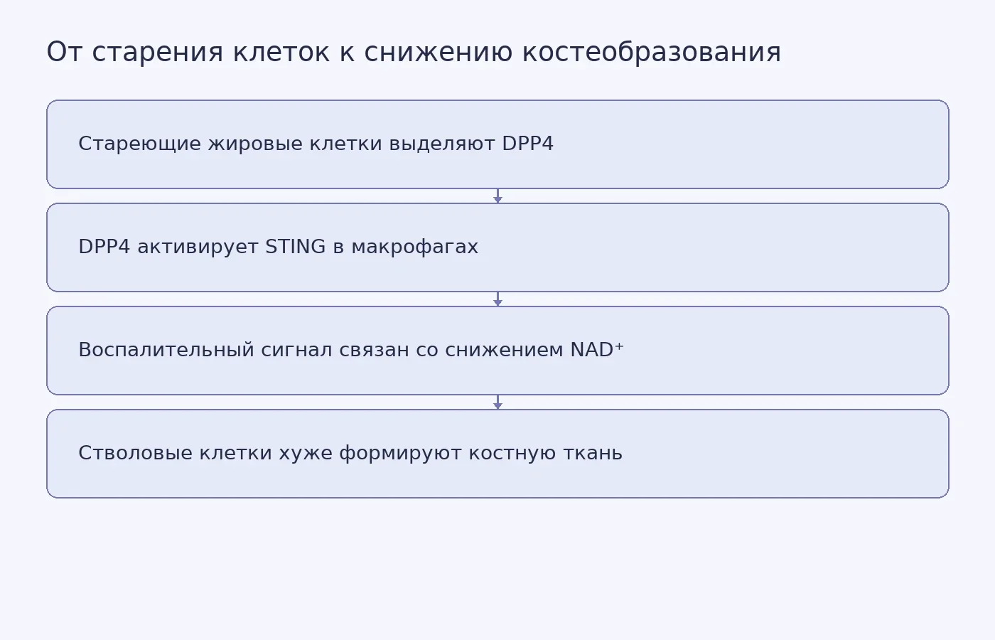 Схема предполагаемой цепочки, описанной в исследовании на мышах: от выделения DPP4 стареющими жировыми клетками костного мозга до ухудшения образования костной ткани