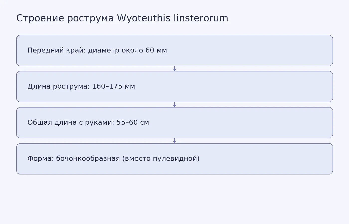 Схематическое сравнение формы рострума обычного вайомингского белемнита (длинный, узкий) и Wyoteuthis linsterorum (короткий, широкий).