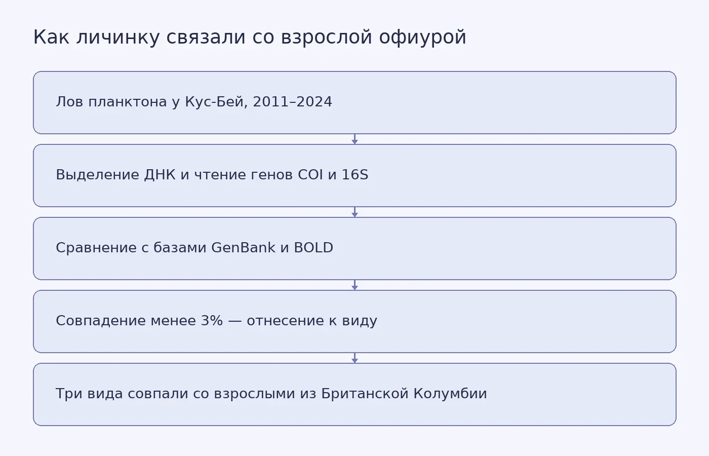 Схема показывает путь от сбора планктона до генетического сопоставления личинки со взрослой офиурой