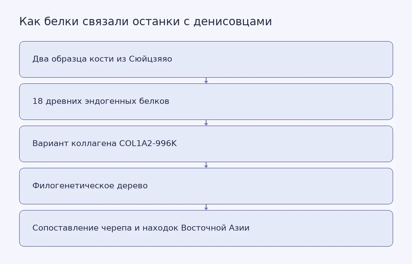 Схема показывает путь от извлечения древних белков из двух останков Сюйцзяяо к их отнесению к денисовцам и реконструкции общего облика этой группы