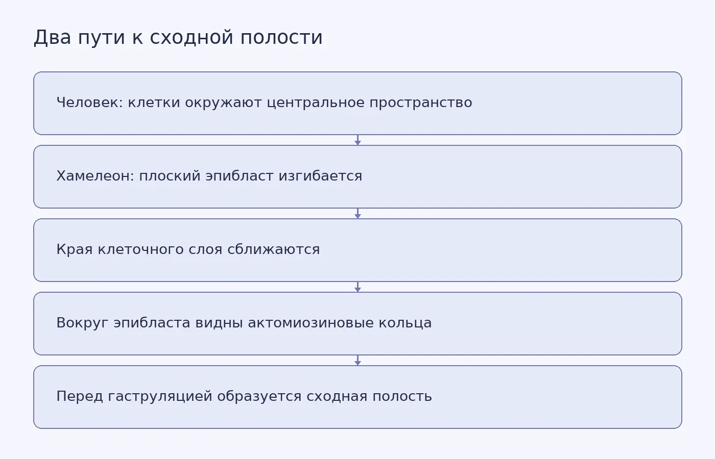 Схема сравнивает образование полости эпибласта у человека и веерного хамелеона: клетки человека организуются вокруг пространства, а плоский слой хамелеона складывается и замыкается.