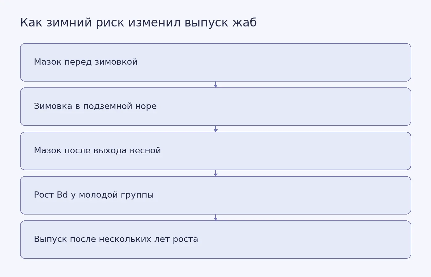 Схема показывает, как сравнение мазков до и после зимовки выявило рост Bd у молодых йосемитских жаб и привело к более позднему выпуску выращенных животных.