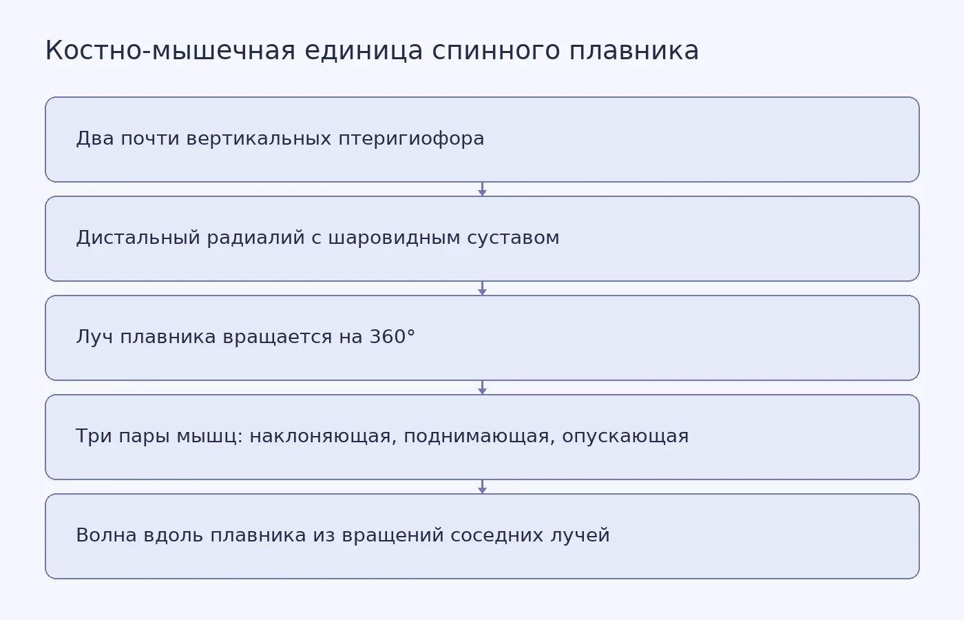 Схема показывает, как два опорных элемента поддерживают дистальный радиалий, в шаровидном суставе которого вращается луч плавника под действием трёх пар мышц, а согласованные вращения соседних лучей образуют бегущую волну.