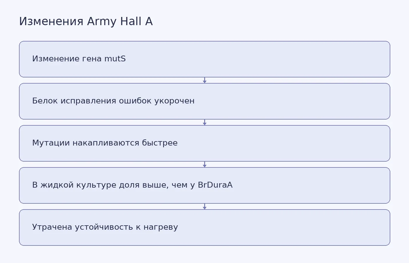 Схема показывает связь изменения mutS с ускоренным накоплением мутаций, а также два отдельных результата сравнений: преимущество Army Hall A в жидкой культуре и потерю устойчивости к нагреву.