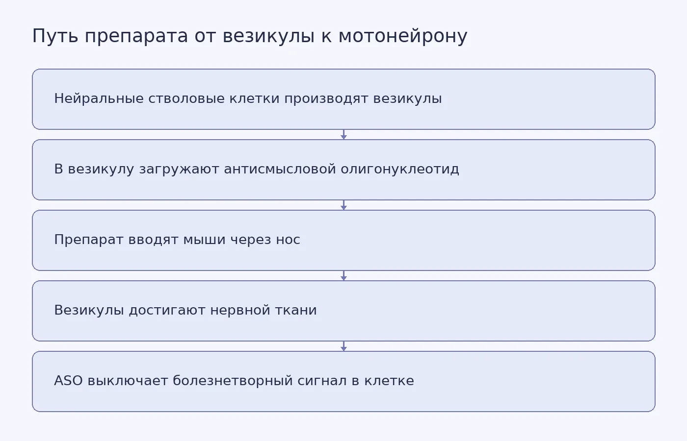 Схема: везикулы из нейральных стволовых клеток переносят антисмысловой препарат при назальном введении к нервной ткани