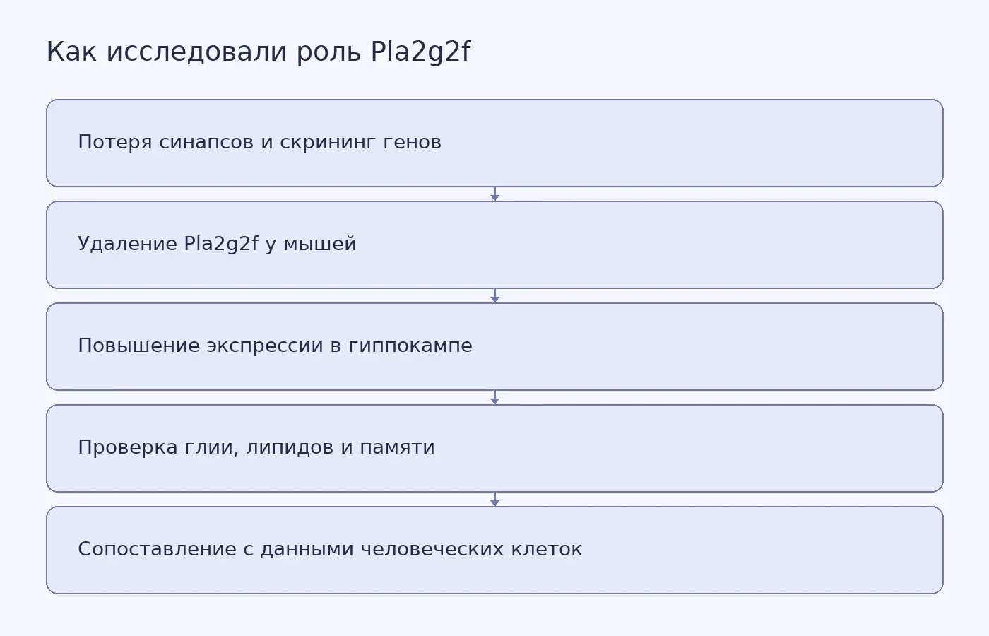 Схема показывает путь от скрининга Pla2g2f после потери синапсов к генетическим вмешательствам у мышей, клеточной модели человека и оценке ограничений переноса результата на людей