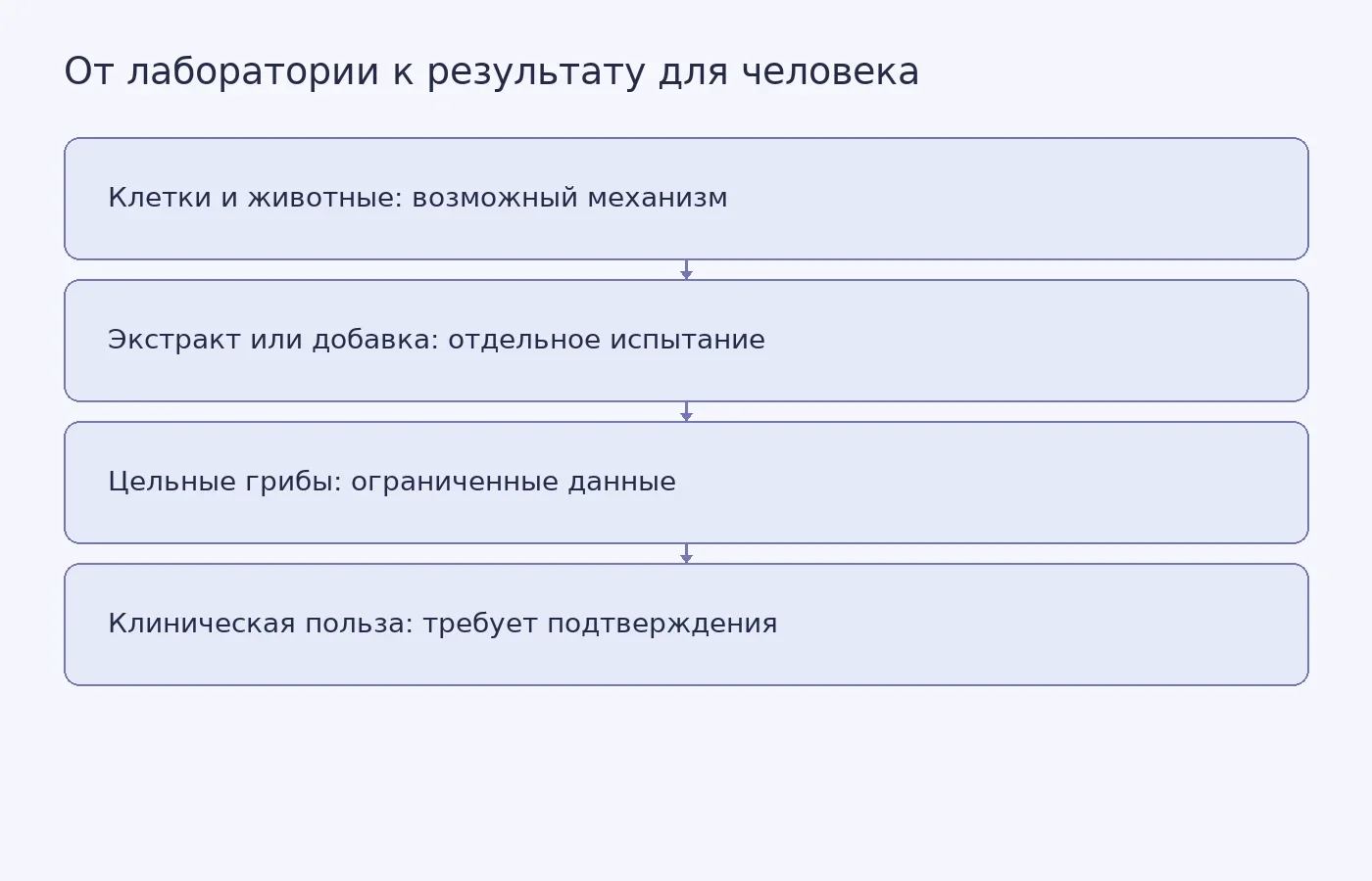 Схема показывает, почему результаты опытов на клетках и с концентрированными экстрактами нельзя автоматически переносить на обычное употребление грибов и клинические эффекты у людей.