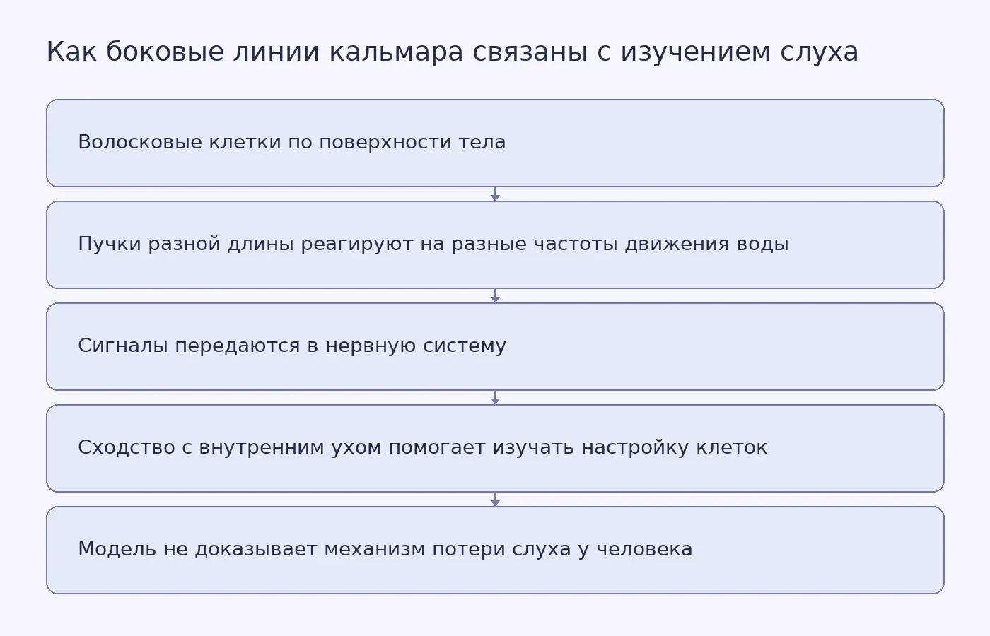 Схема показывает путь от волосковых клеток на поверхности кальмара и пучков разной длины к возможному изучению настройки слуховых клеток человека и ограничение такой аналогии