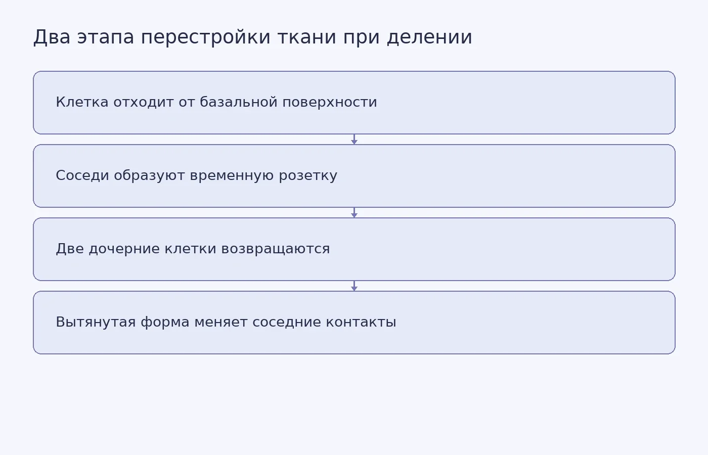 Схема показывает, как отход делящейся клетки образует розетку, а возвращение дочерних клеток запускает новый обмен контактами