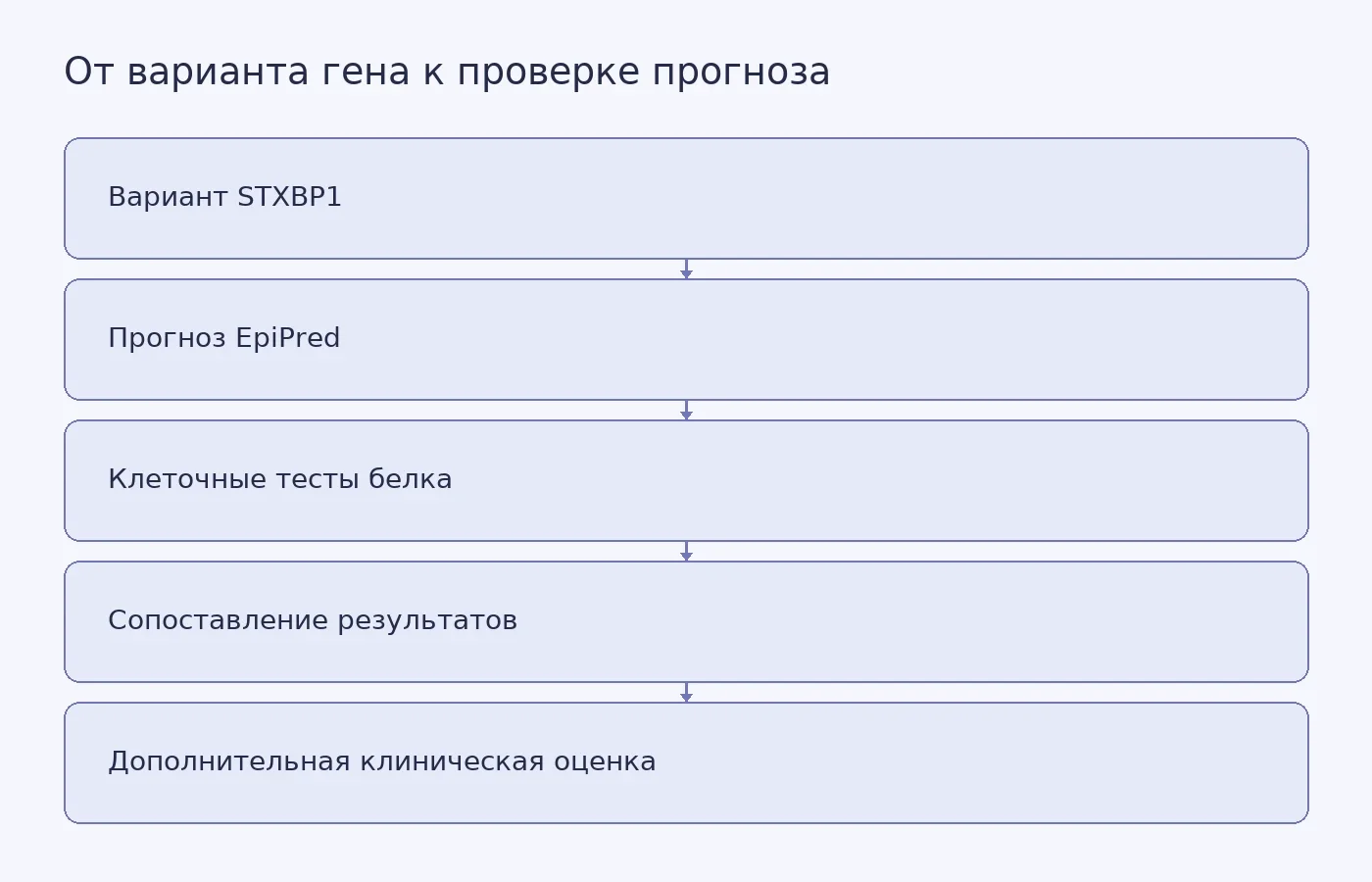 Схема показывает, как прогноз патогенности варианта STXBP1 сравнивают с лабораторными измерениями и почему перед клиническими выводами нужна дальнейшая проверка.