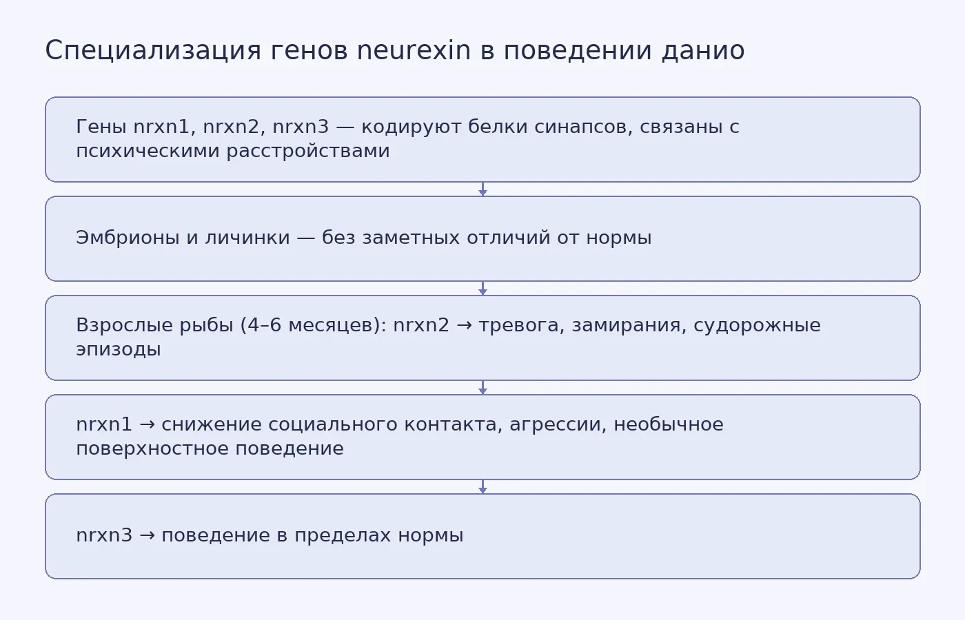 Схема показывает, что все три гена neurexin не влияют на раннее развитие, но приводят к различным поведенческим нарушениям во взрослом возрасте.