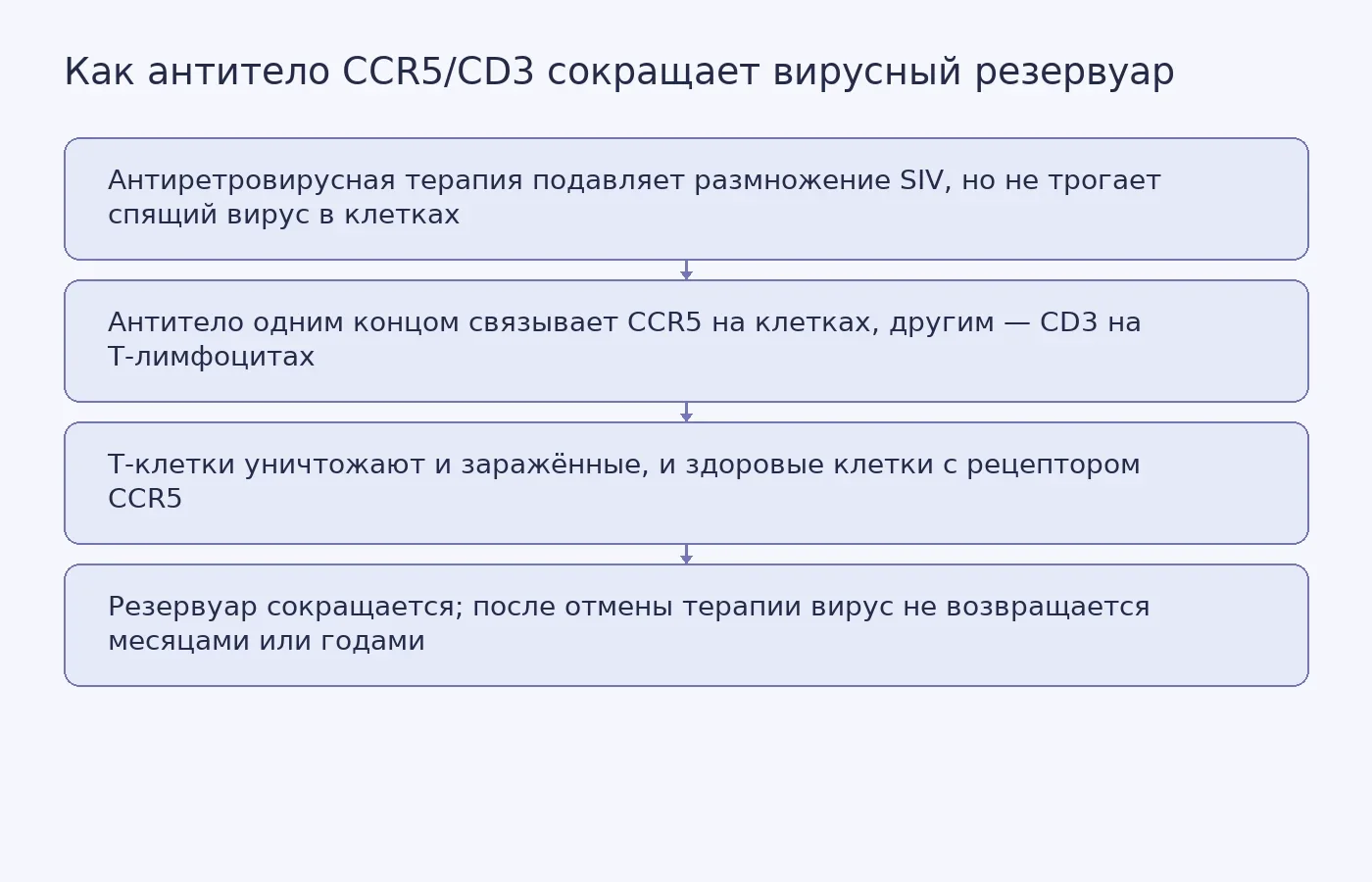 Схема действия антитела: Т-клетка через антитело захватывает клетку с CCR5 и уничтожает её, сокращая вирусный резервуар.