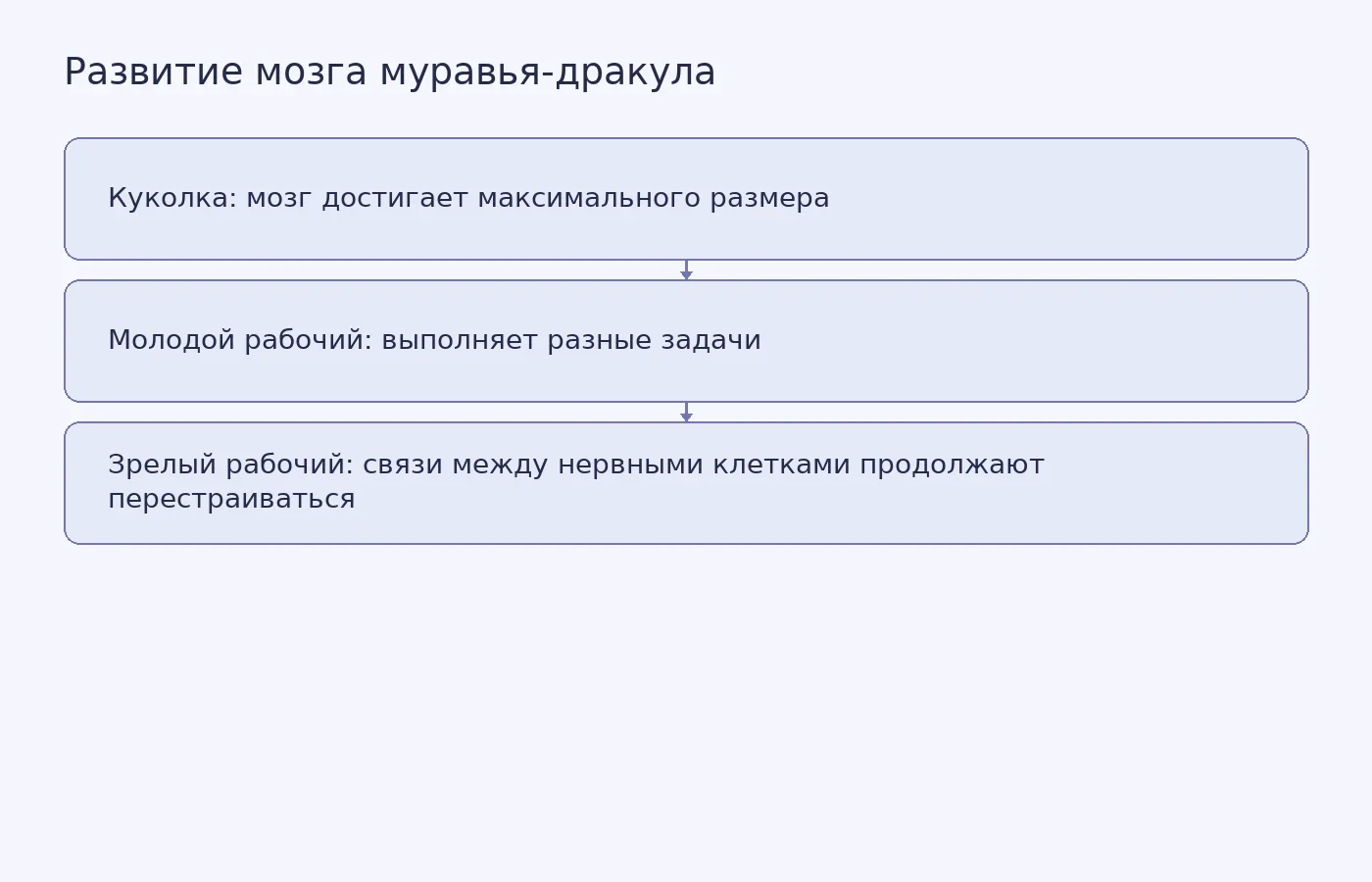Схема показывает, что мозг Stigmatomma pallipes достигает максимального размера в куколке, а перестройка нервных связей продолжается у взрослых рабочих.