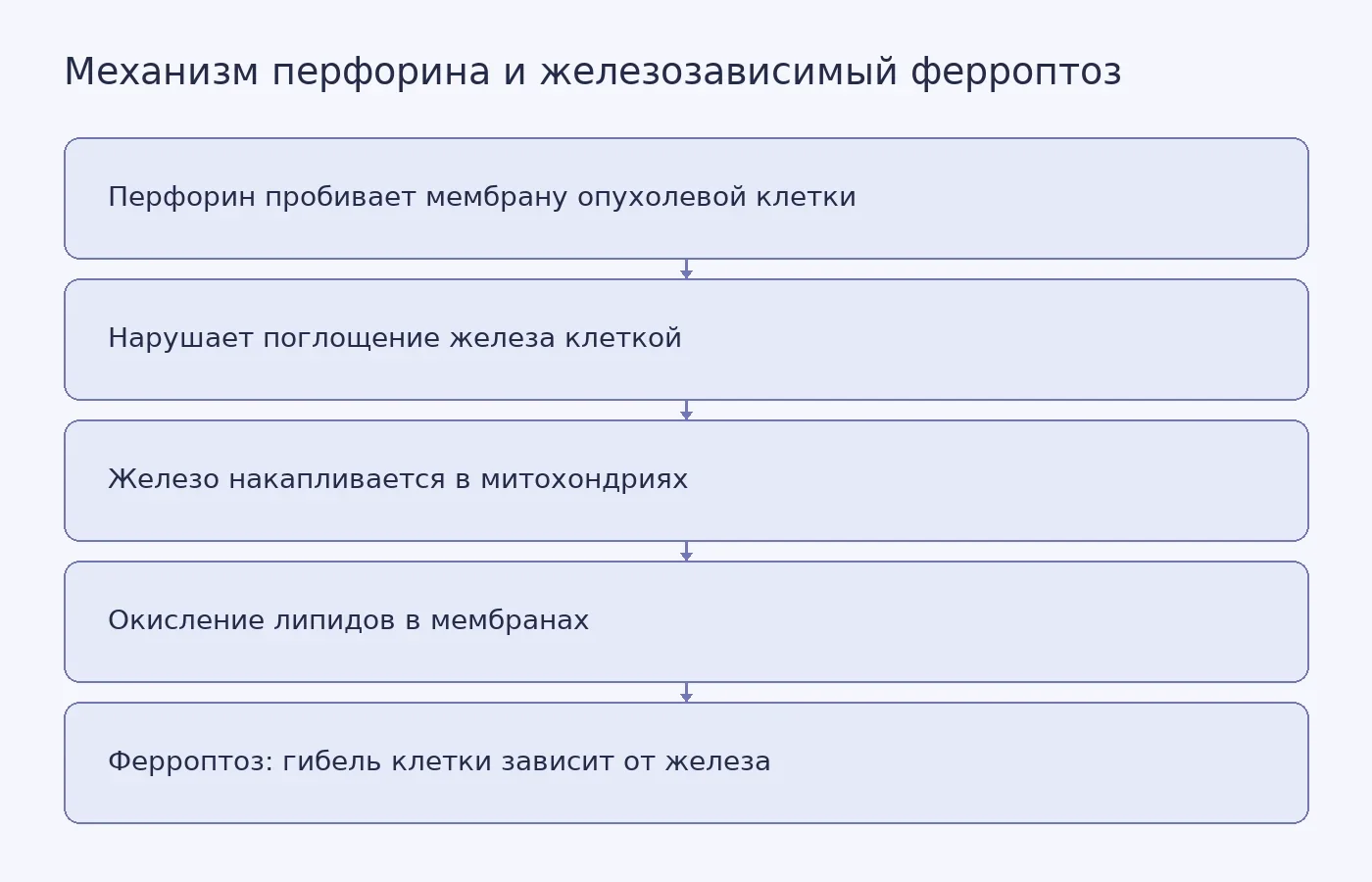 Схема показывает, как перфорин без гранзимов нарушает обмен железа в опухолевой клетке, вызывая накопление железа, окисление липидов и ферроптоз.