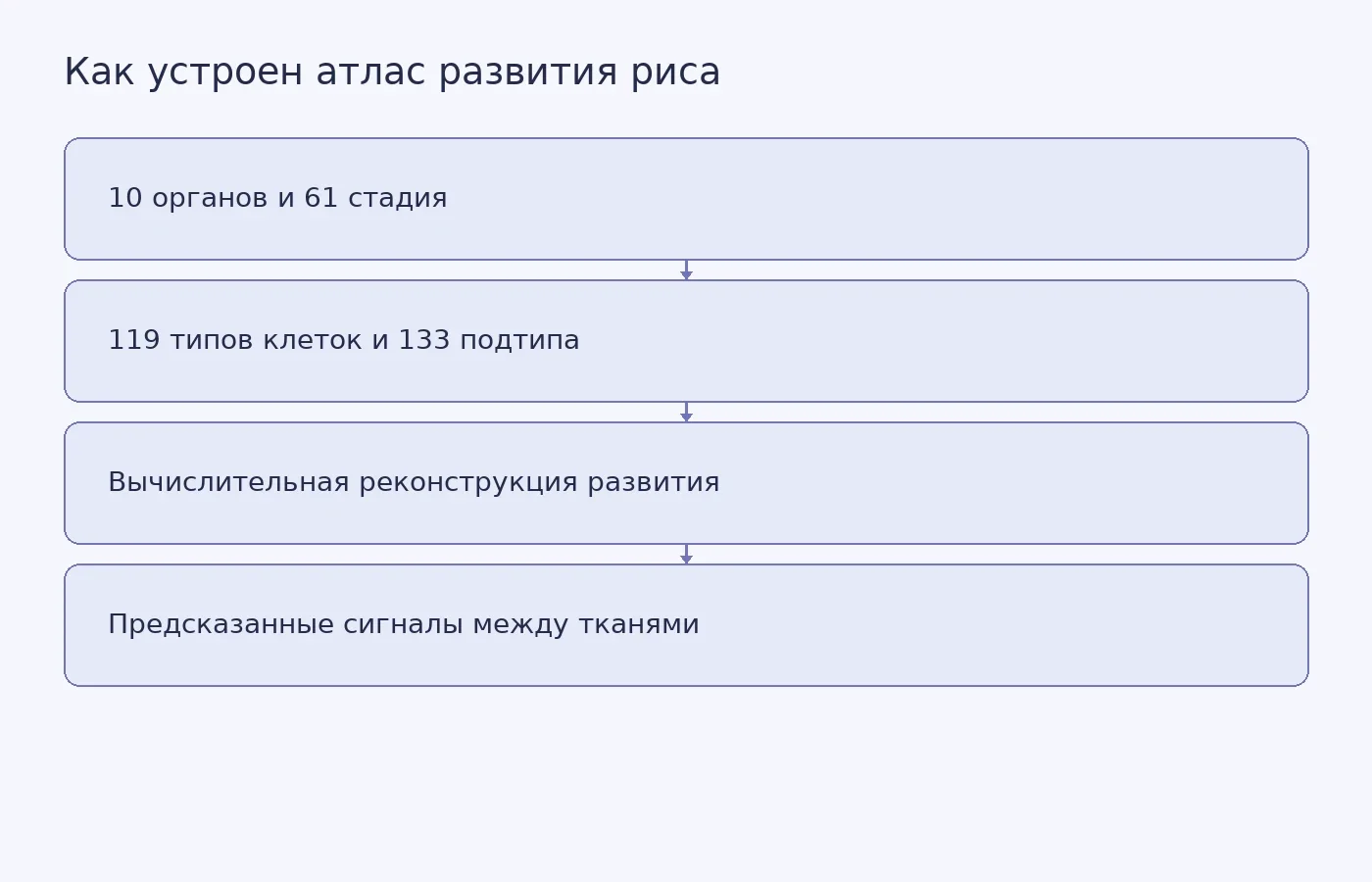 Схема показывает путь от данных о генах и клетках риса к предполагаемым траекториям развития и возможным межтканевым сигналам