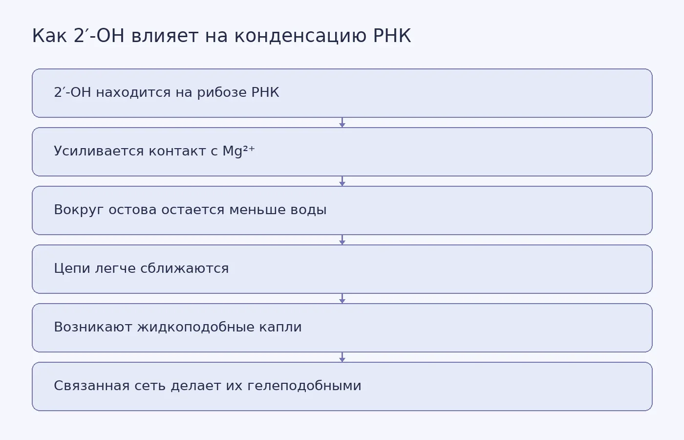 Схема предполагаемого механизма, по которому группа 2′-OH через взаимодействие с ионами магния и изменение водного окружения помогает РНК образовывать капли и связанные сети