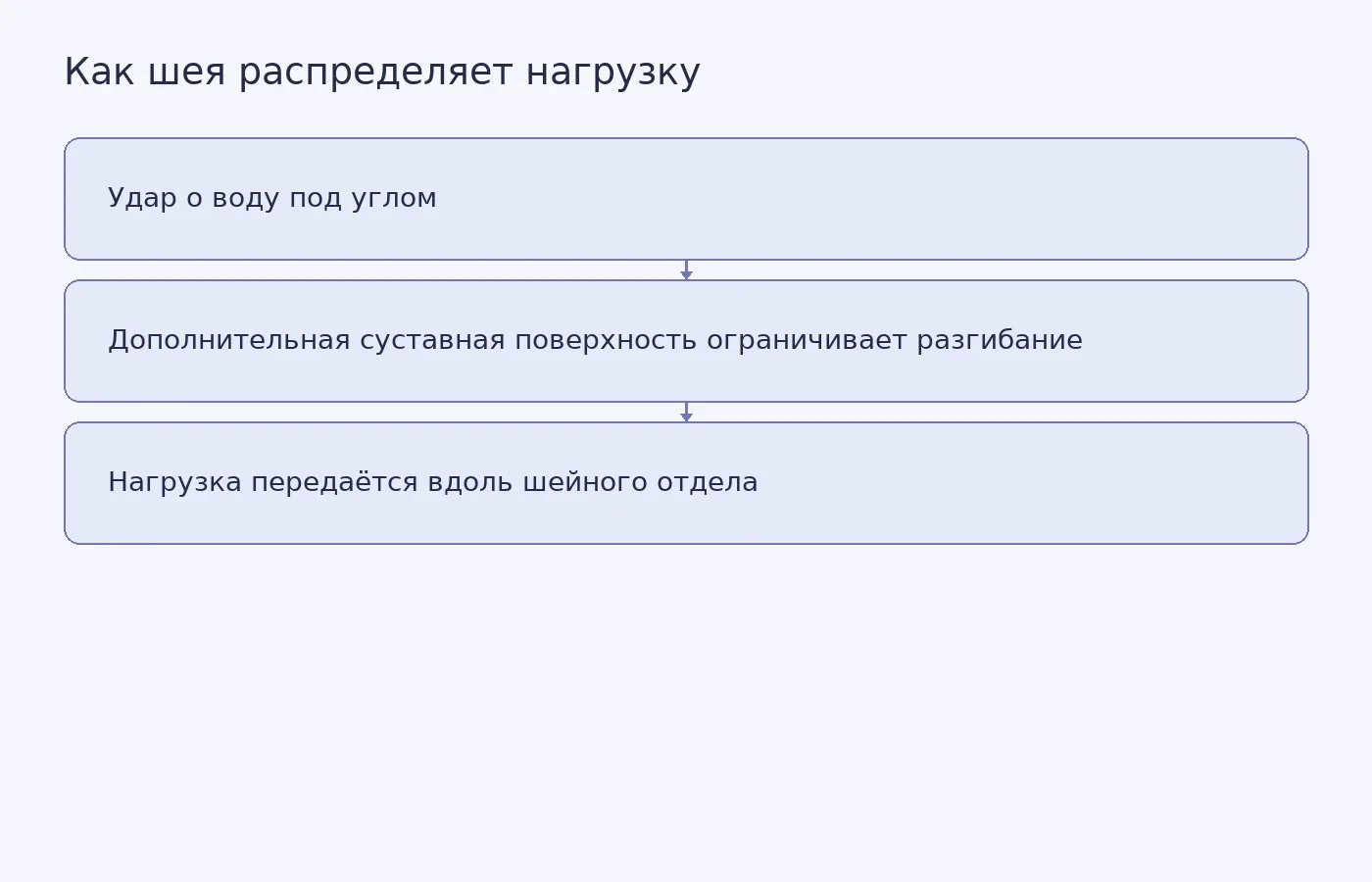 Предполагаемая схема передачи нагрузки по шее ныряющей олуши; это объяснение механизма, а не изображение экспериментального испытания.