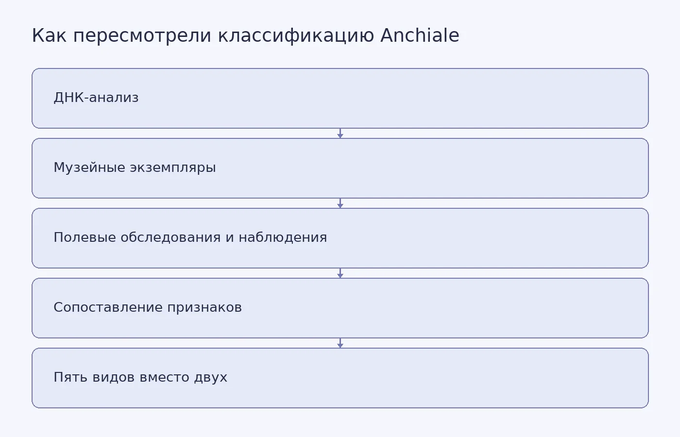 Схема показывает, как генетические данные, музейные образцы и наблюдения из природы привели к пересмотру классификации палочников Anchiale