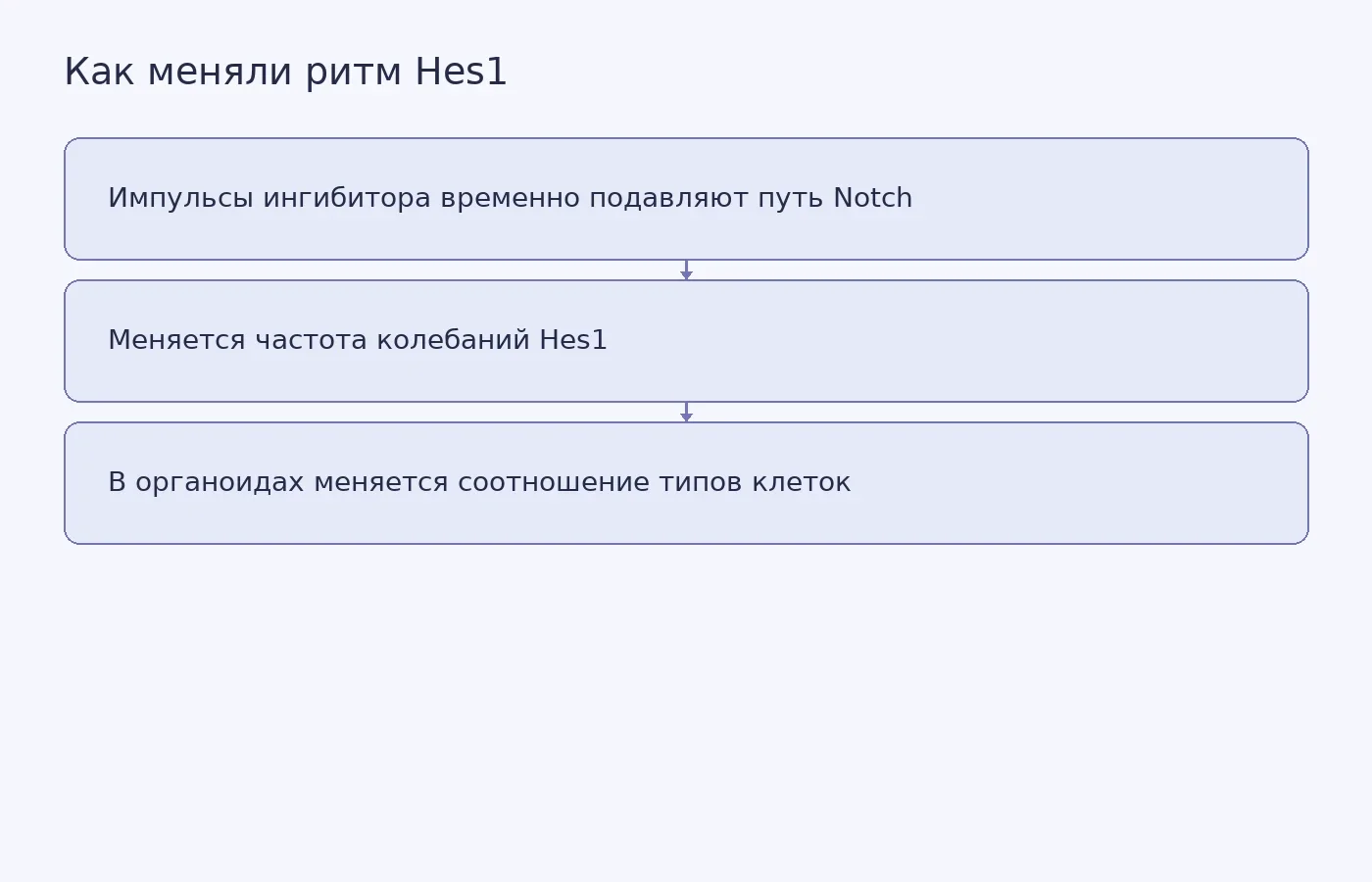 Схема лабораторного опыта: интервалы подачи ингибитора влияют на путь Notch и частоту Hes1, после чего исследователи оценивают состав клеток органоидов.