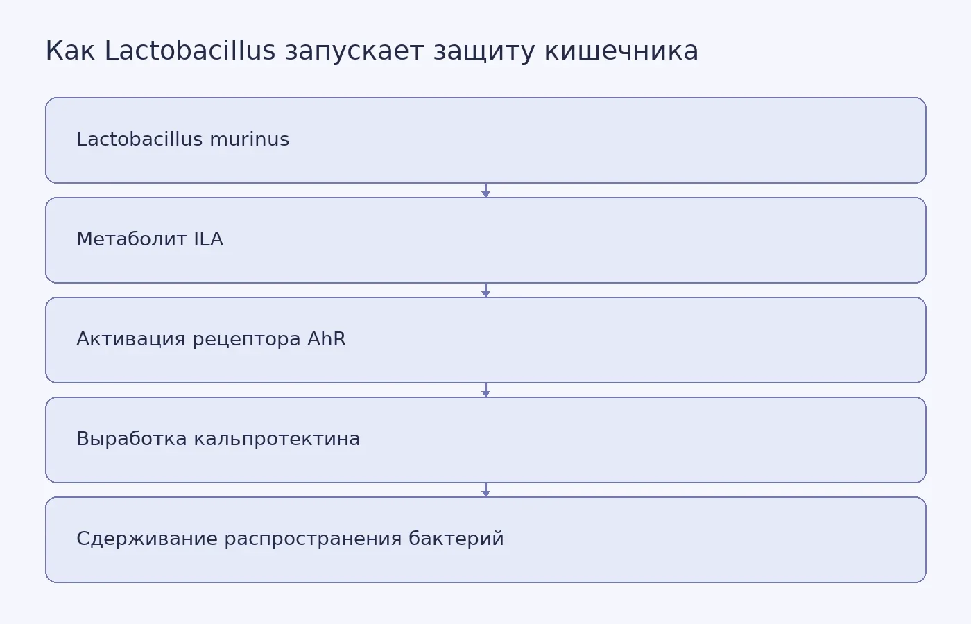 Схема механизма, описанного в опытах на новорождённых мышах: Lactobacillus вырабатывает ILA, ILA активирует рецептор AhR в клетках кишечника, а клетки производят кальпротектин.