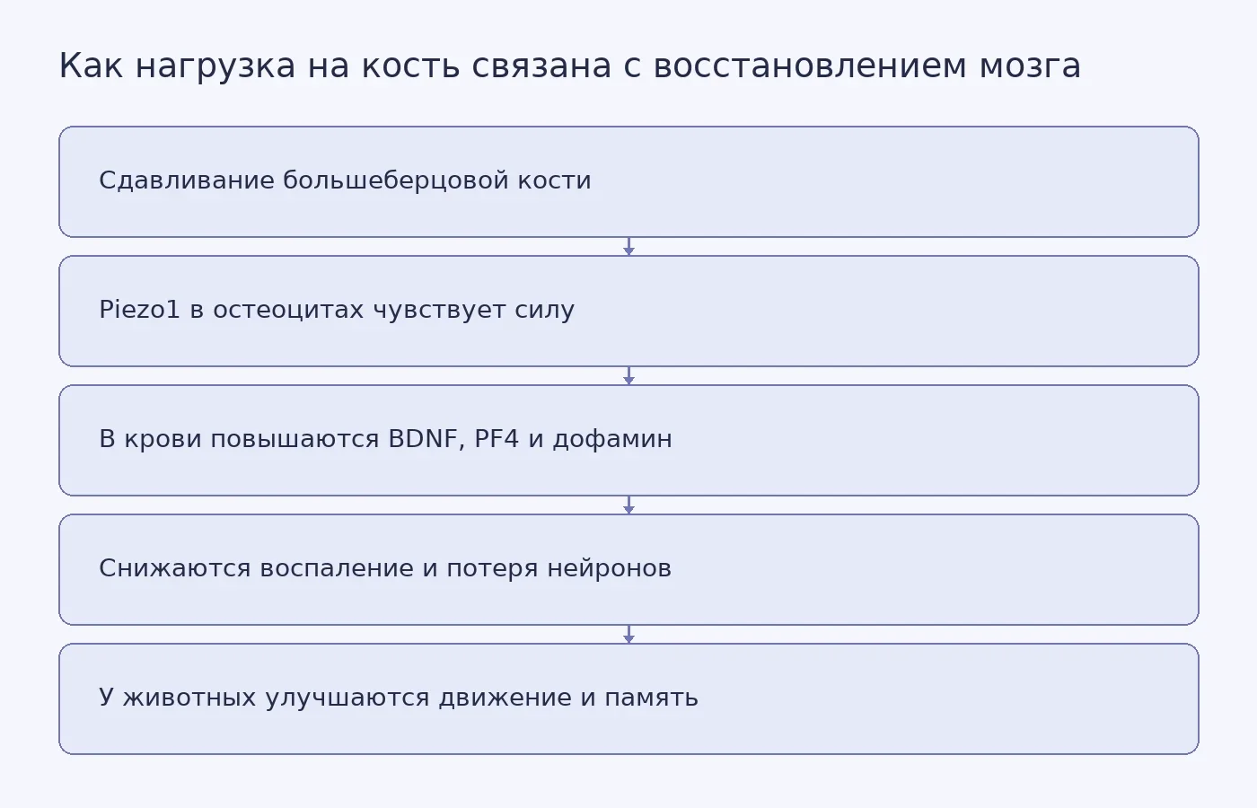 Схема предполагаемой цепочки от механической нагрузки на большеберцовую кость через Piezo1 и молекулы крови к восстановлению мозга у животных