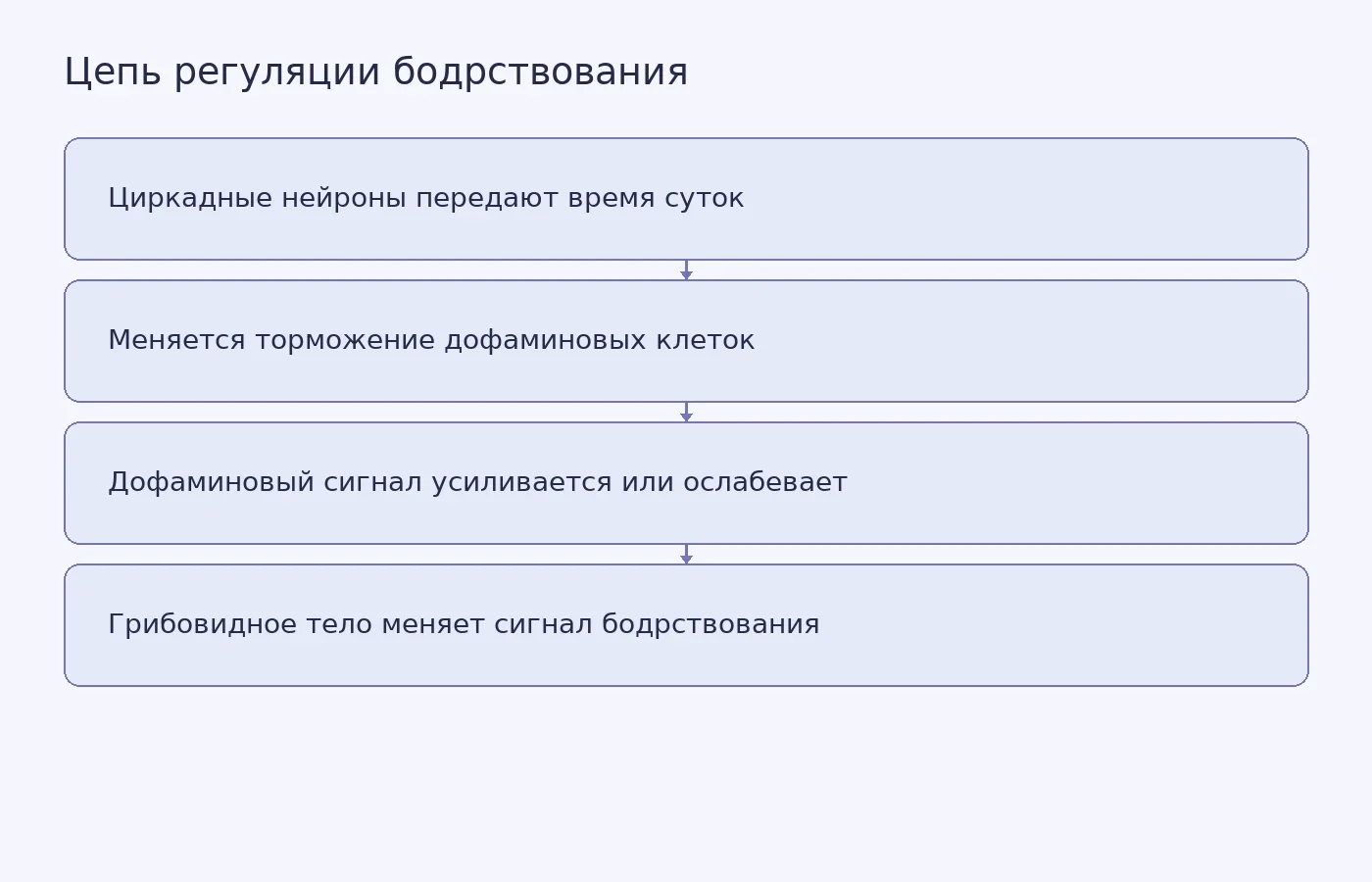 Схема показывает, как циркадные нейроны через торможение дофаминовых клеток регулируют сигнал бодрствования в грибовидном теле плодовой мушки