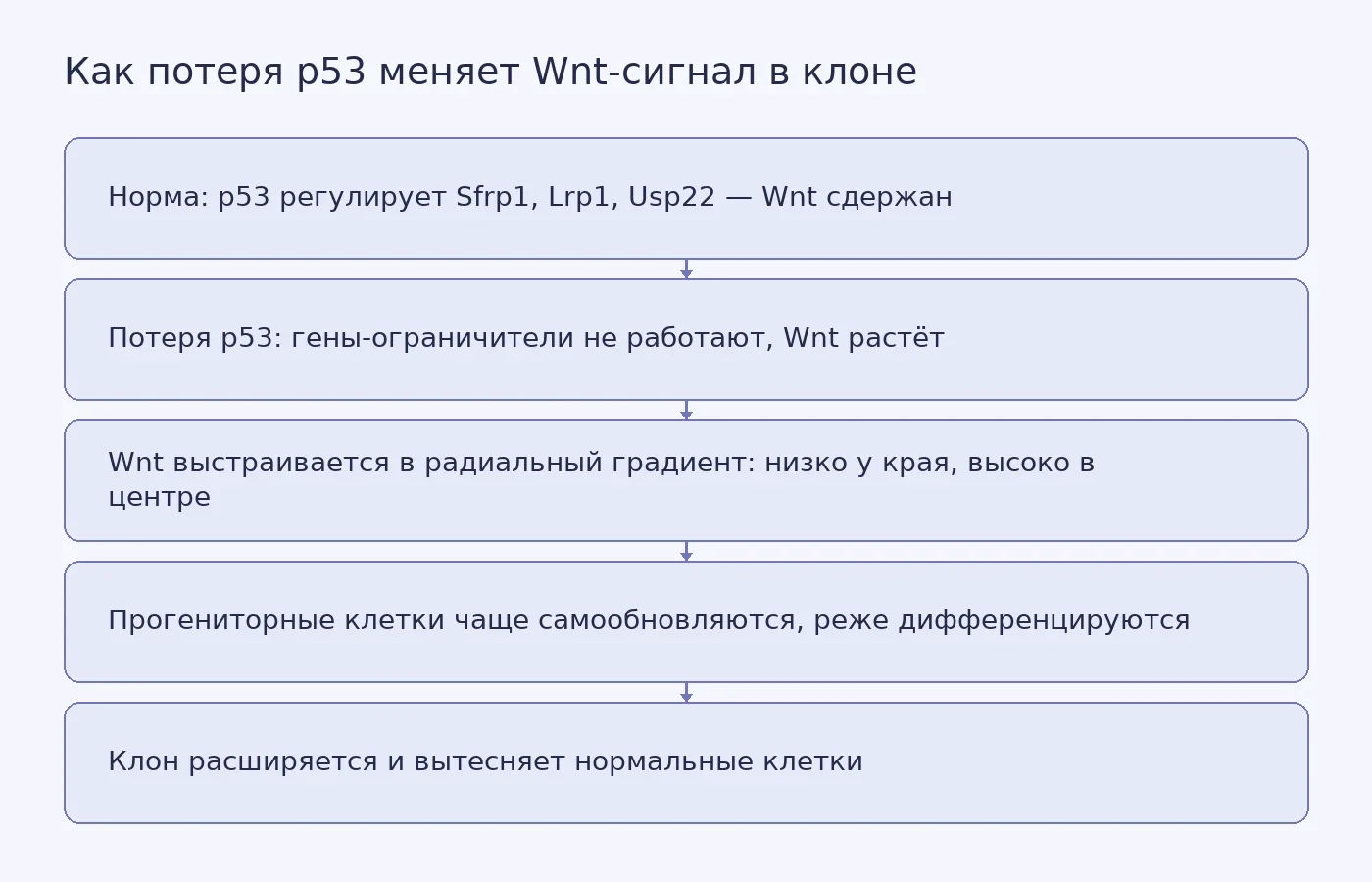Схема: при потере p53 Wnt-сигнал в клоне организуется в радиальный градиент, что поддерживает самообновление и рост клона