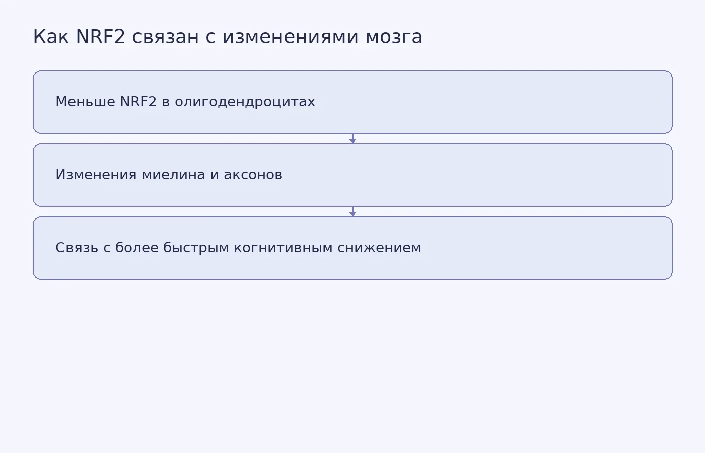 Схема показывает выявленную у людей связь между снижением NRF2, изменениями миелина и аксонов и когнитивным снижением; эксперимент на мышах проверял возможную роль NRF2, но не эффективность лечения у людей.